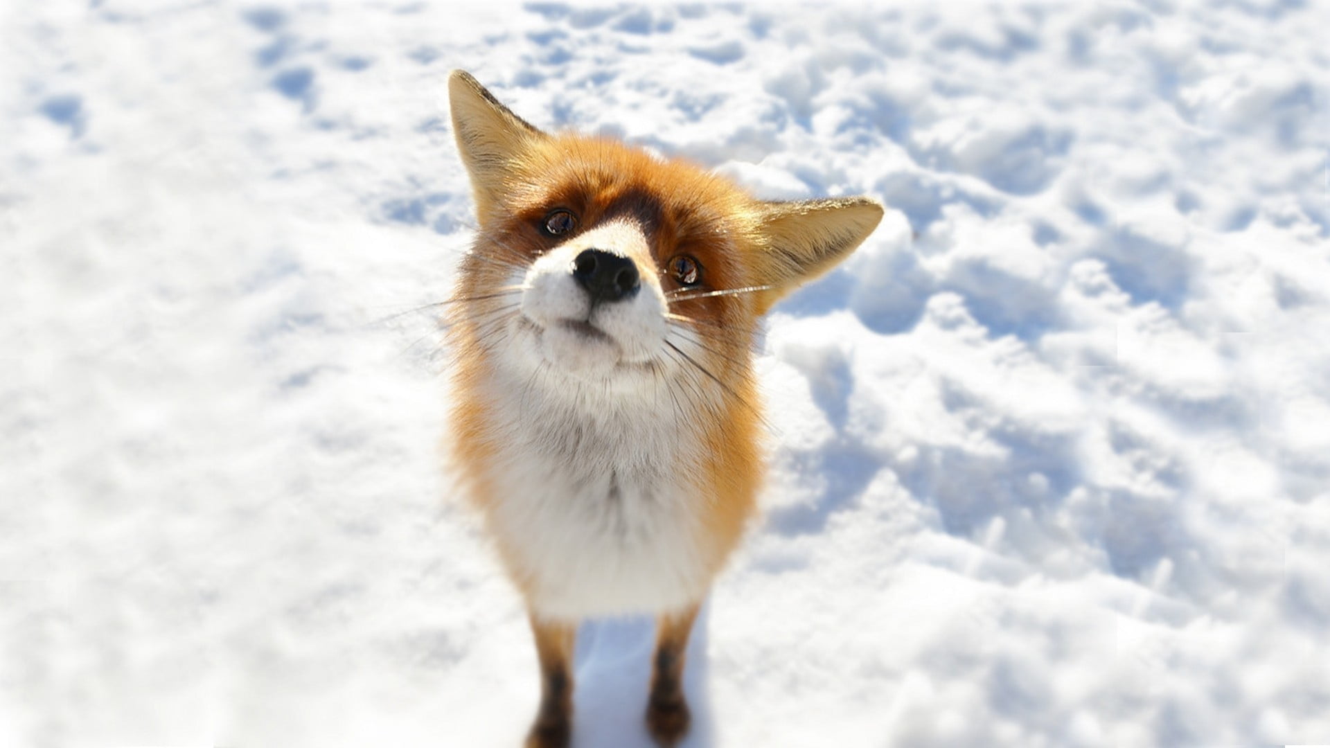 animal, land, fox, domestic, animal themes, cold temperature, nature, pets, one animal, winter, field, domestic animals, mammal, white, white color, 1080P, HD Wallpaper