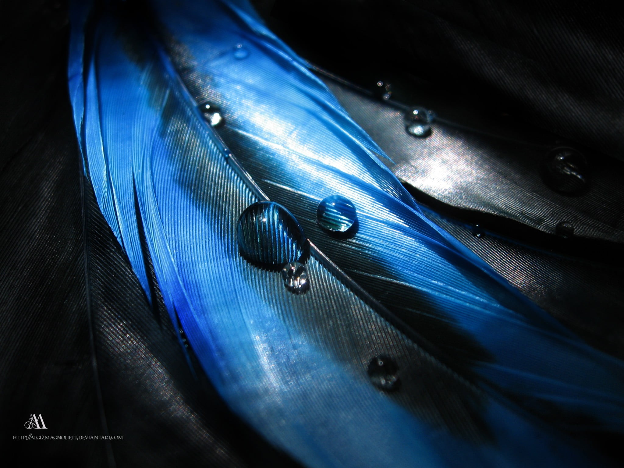 selective focus, vulnerability, fragility, inflatable, nature, full frame, feather, feathers, fashion, blue, day, boat, purple, close-up, shiny, studio shot, HD Wallpaper