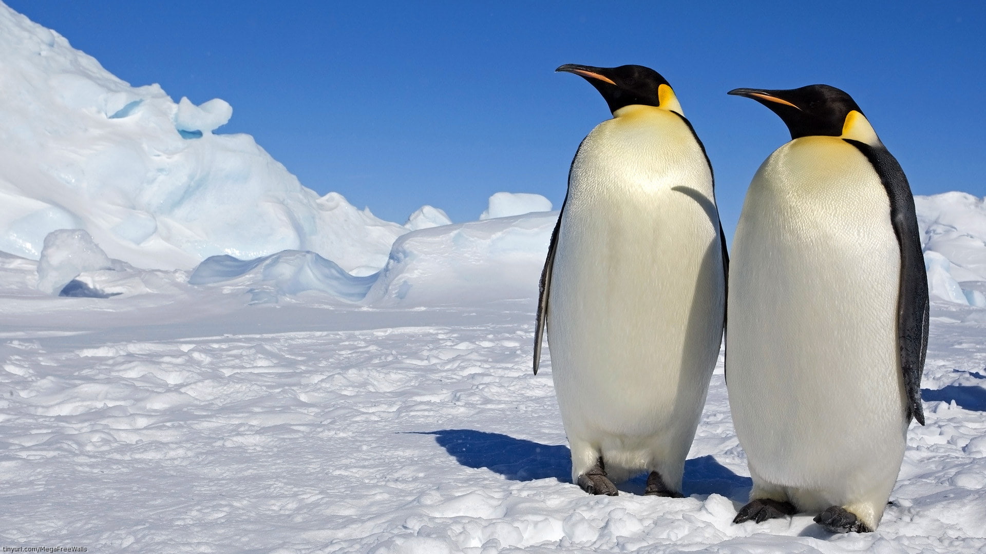 christmas, cute, 1080P, ice, baby, penguin, HD Wallpaper