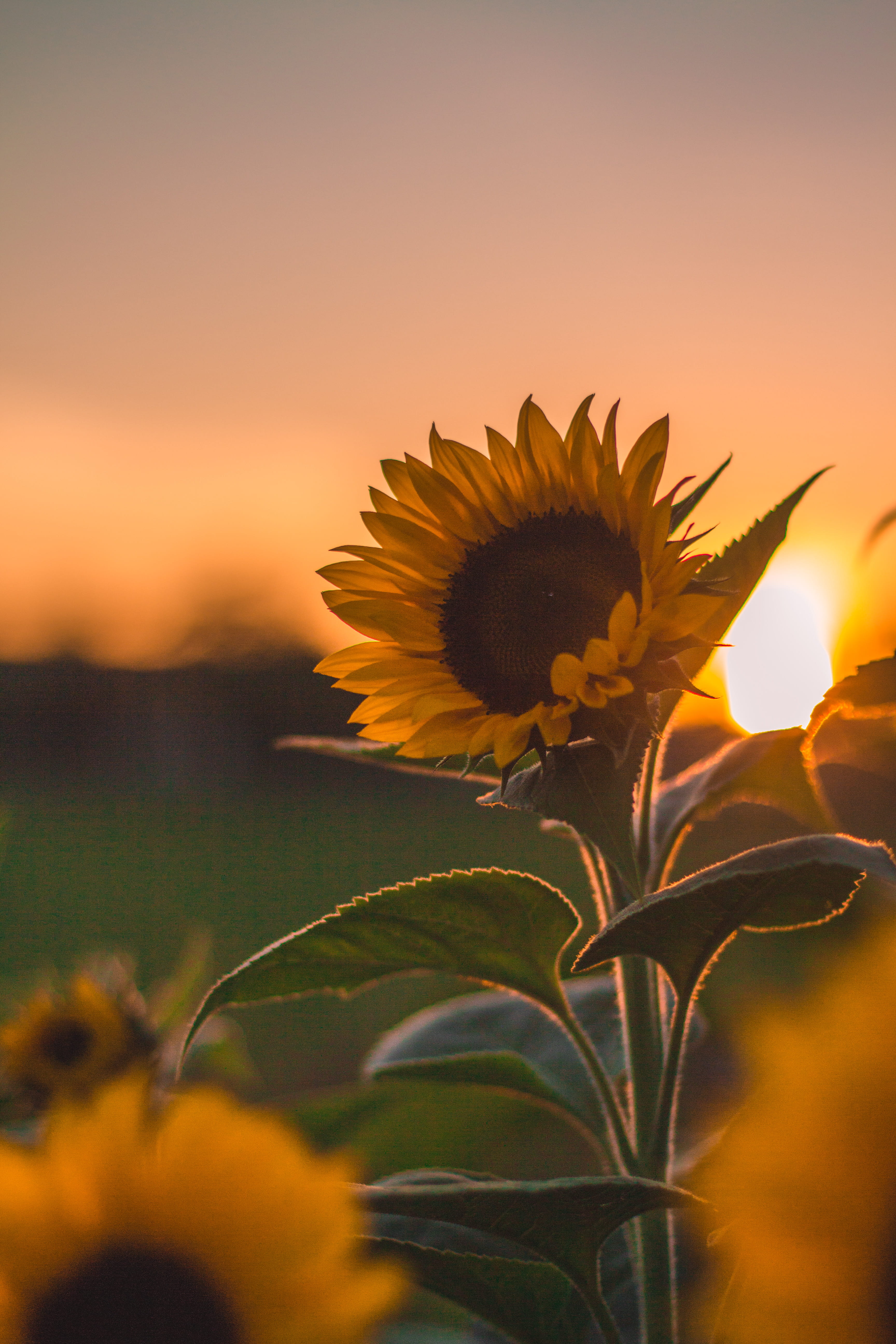 growth, 5K, nature, flower head, vulnerability, inflorescence, no people, flower, petal, pollen, sunflower, fragility, yellow, close-up, leaf, sky, sunset, Phone HD Wallpaper