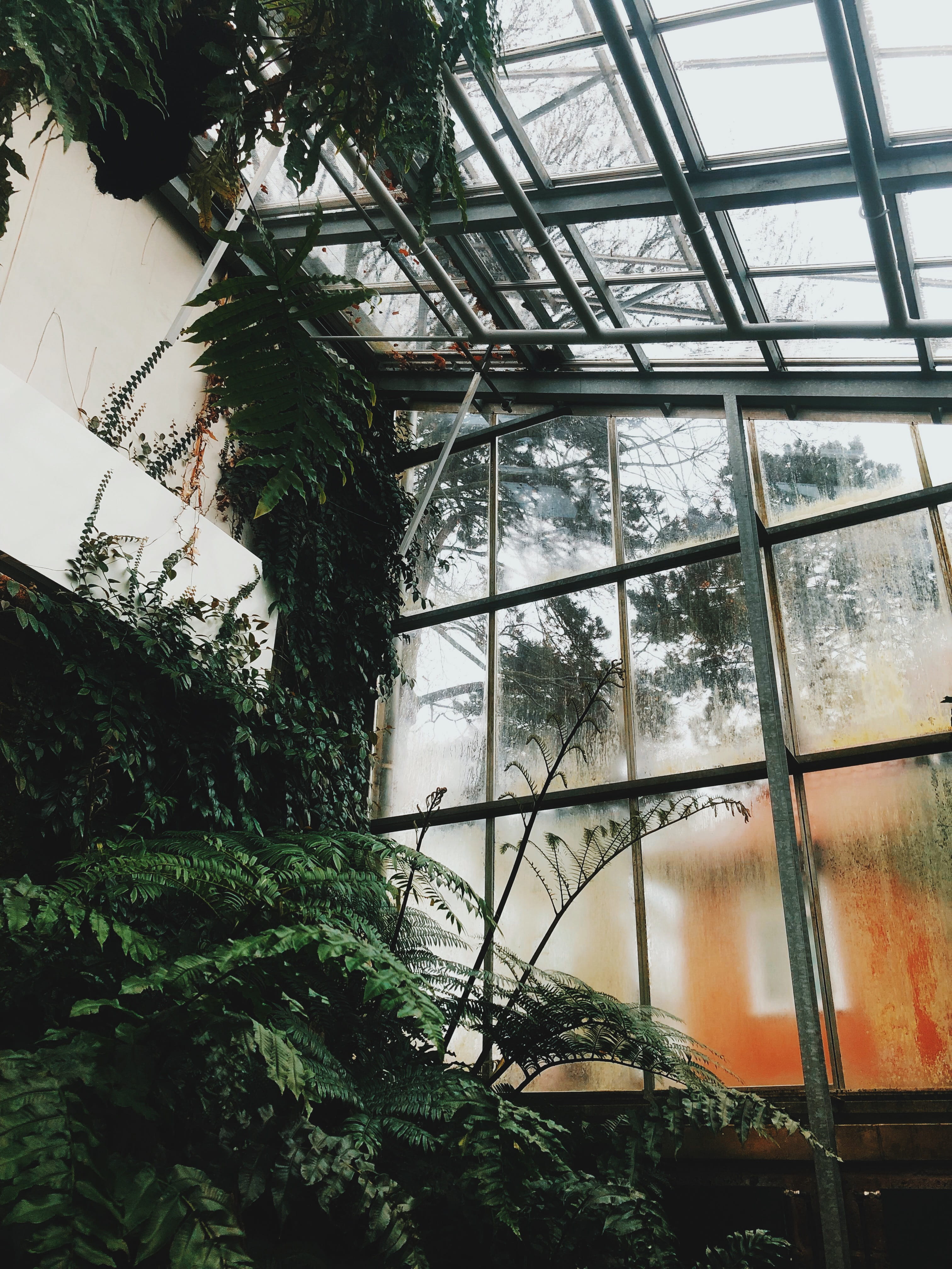 window, nature, shelter, tree trunk, glass - material, 4K, countryside, day, garden, plant, farn, tree, building, growth, gewächshaus, skylight, no people, Phone HD Wallpaper