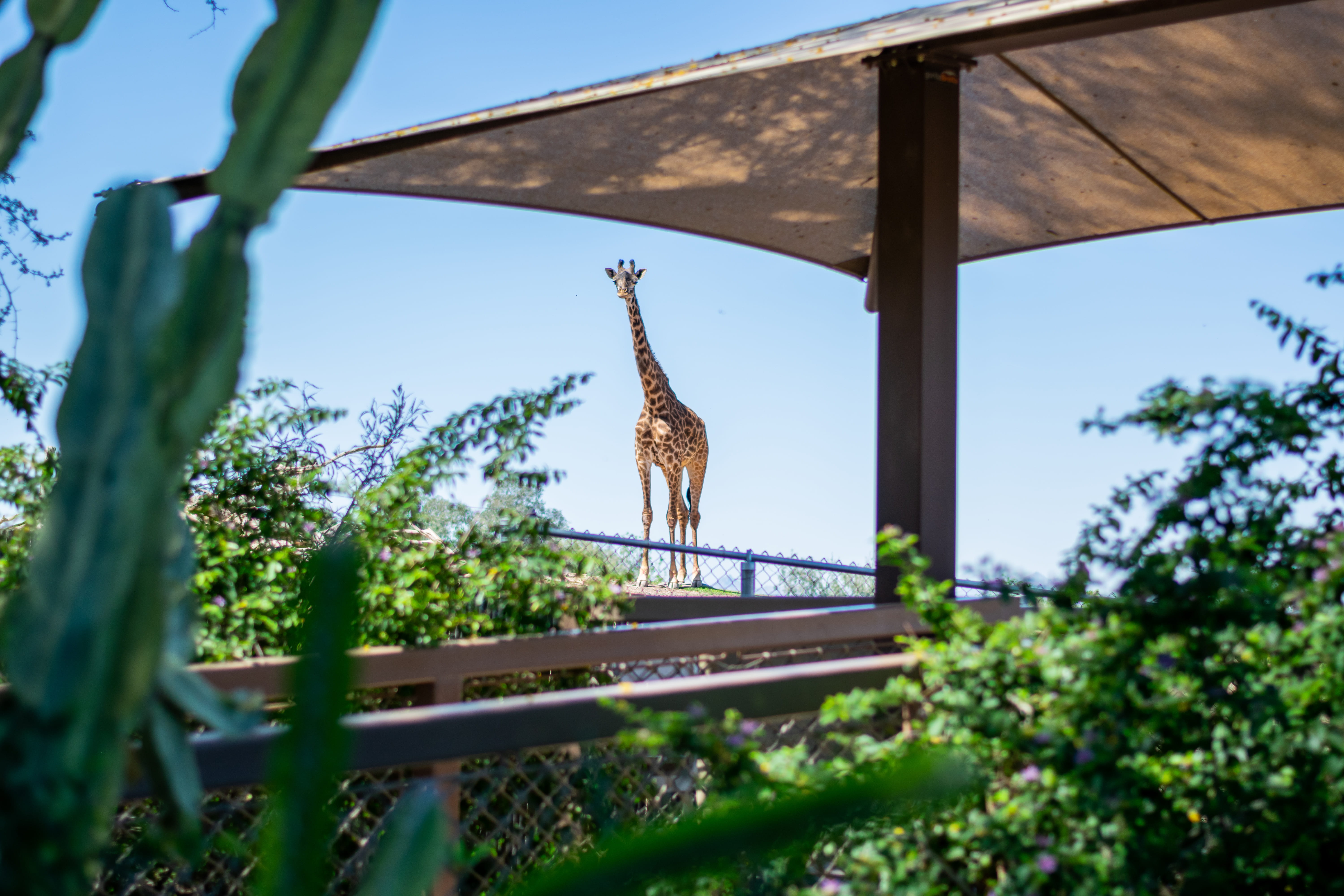 plant, curious, outdoors, architecture, no people, clear sky, az, low angle view, porch, deer, usa, wildlife, 5K, beak, animal, patio, phoenix, giraffe, HD Wallpaper