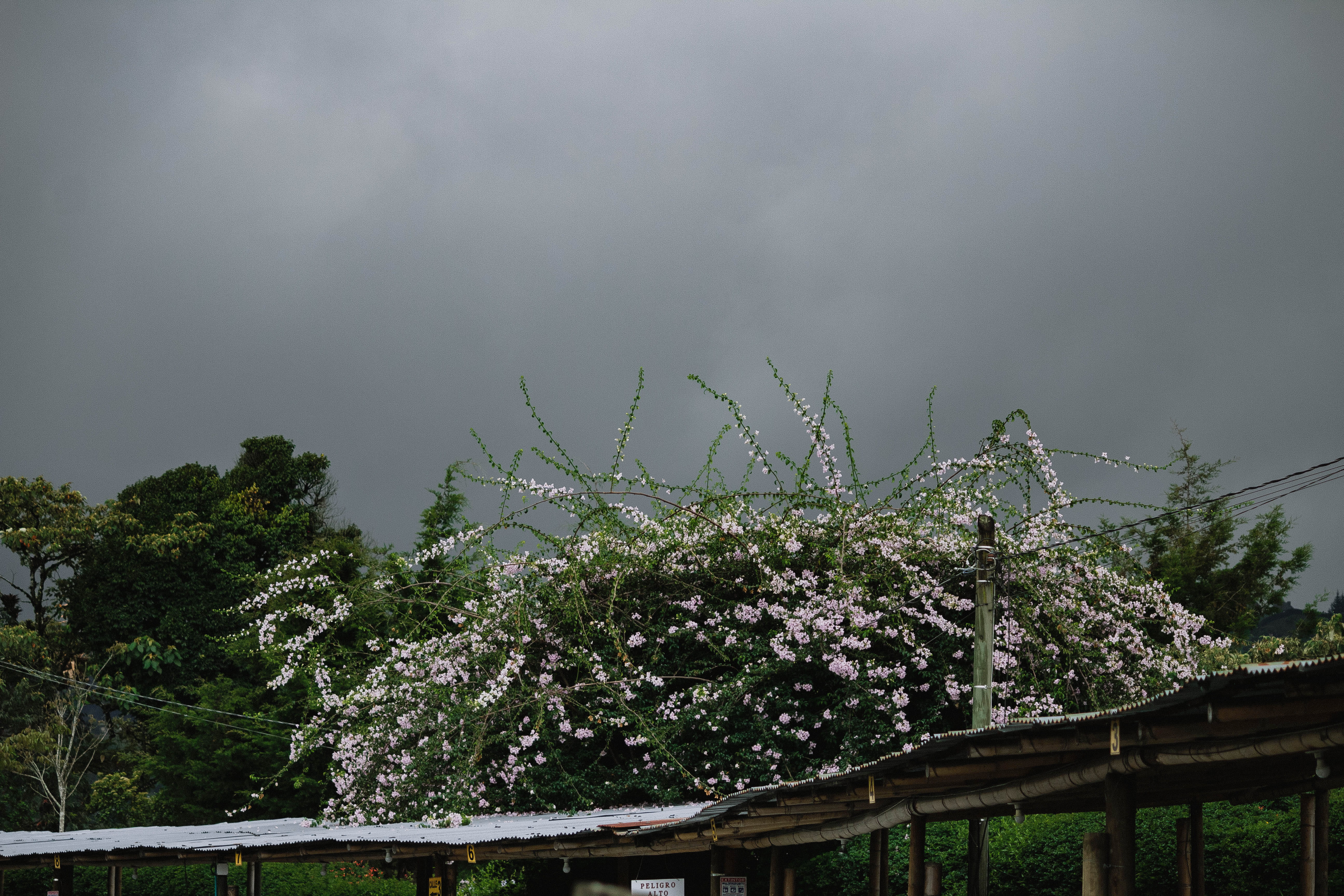 storm, arbour, springtime, blossom, architecture, vulnerability, outdoors, cloud - sky, thunderstorm, nature, flower, weather, hut, tranquility, no people, HD Wallpaper