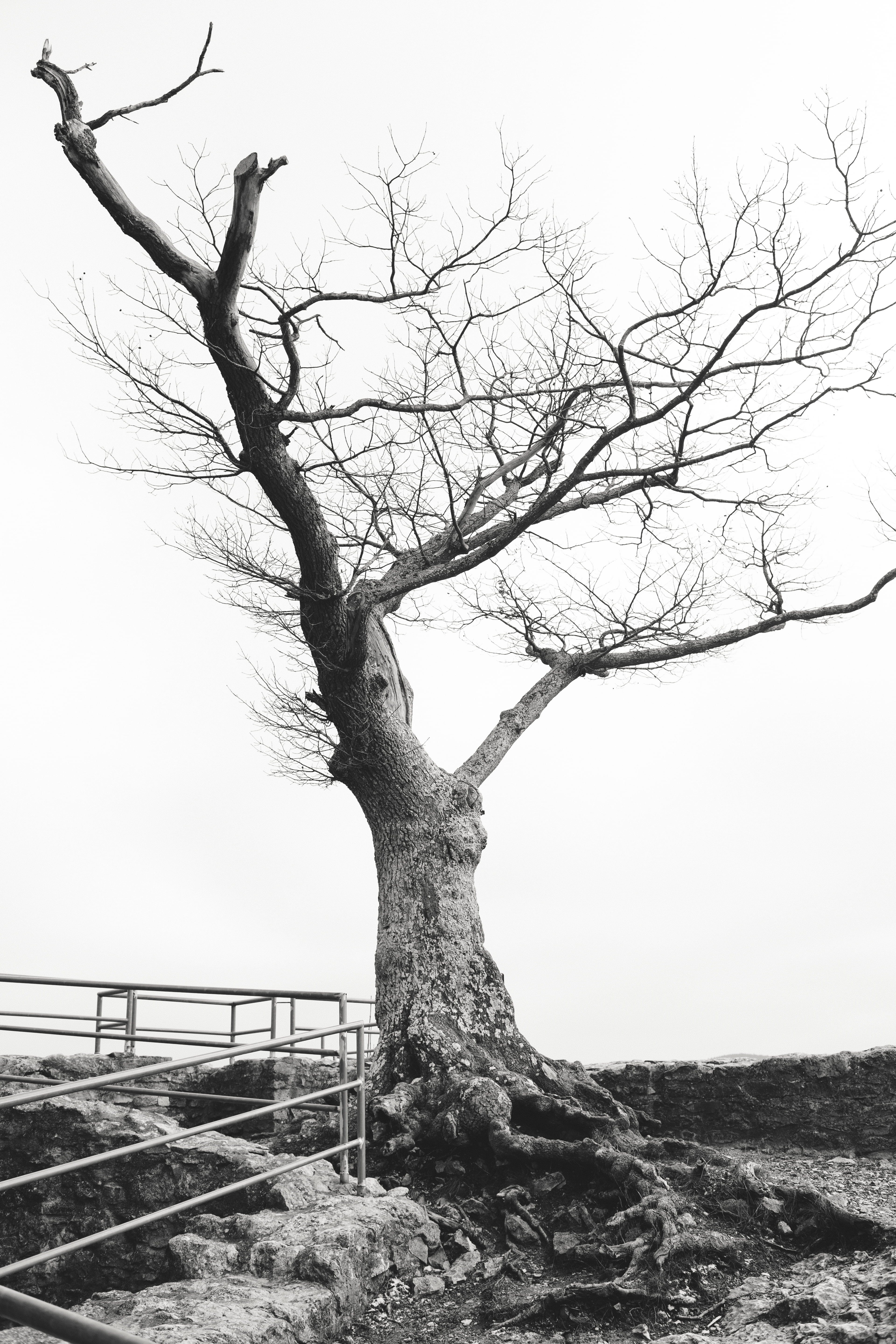 building, dead plant, asphalt, environment, nature, leafless, outdoors, ground, tarmac, white, tranquil scene, animal, maple, oak, boardwalk, isolated, Phone HD Wallpaper
