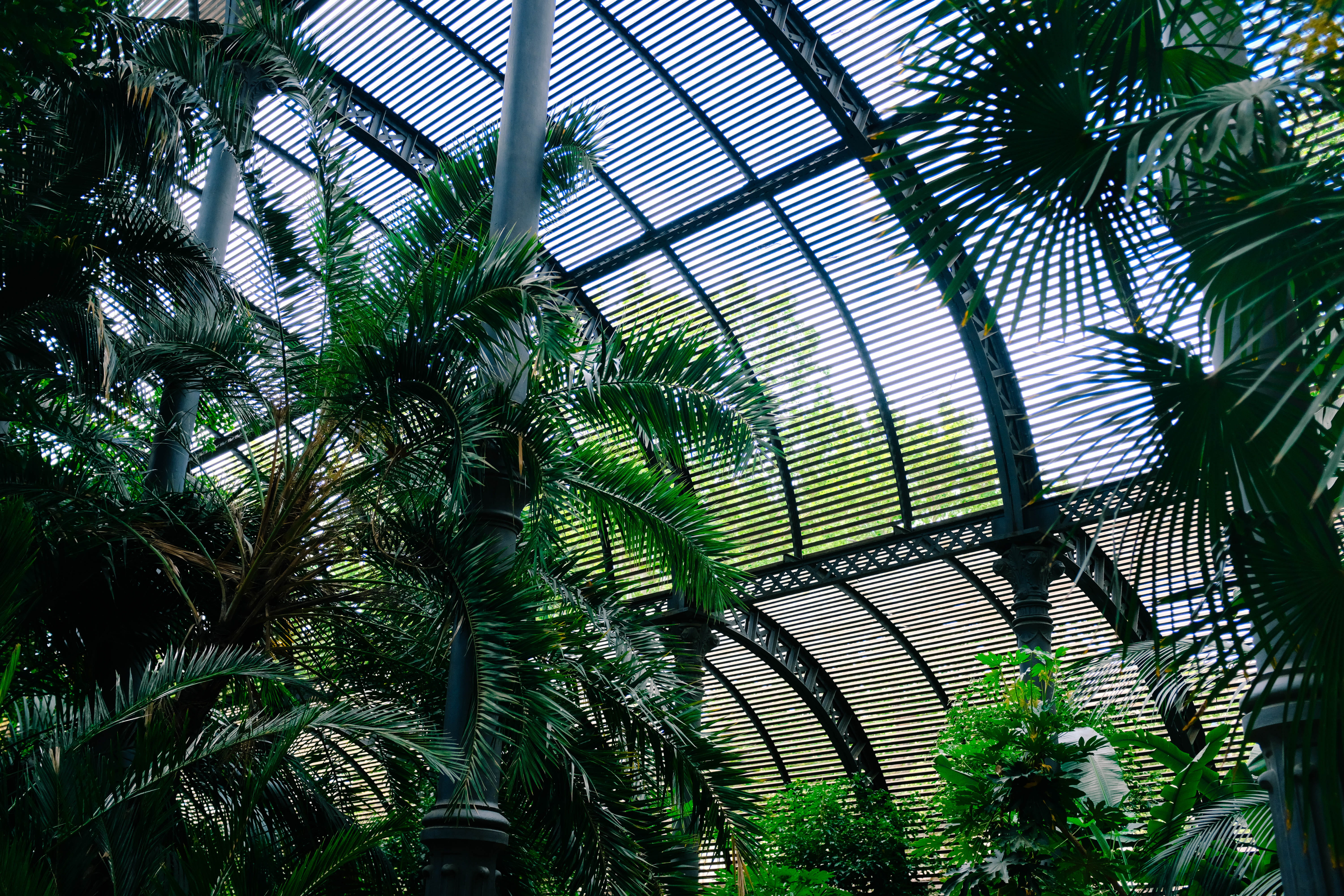 furniture, coconut palm tree, garden, outdoors, patio, building, tropical climate, plant part, plant nursery, foliage, steeple, gardening, low angle view, HD Wallpaper