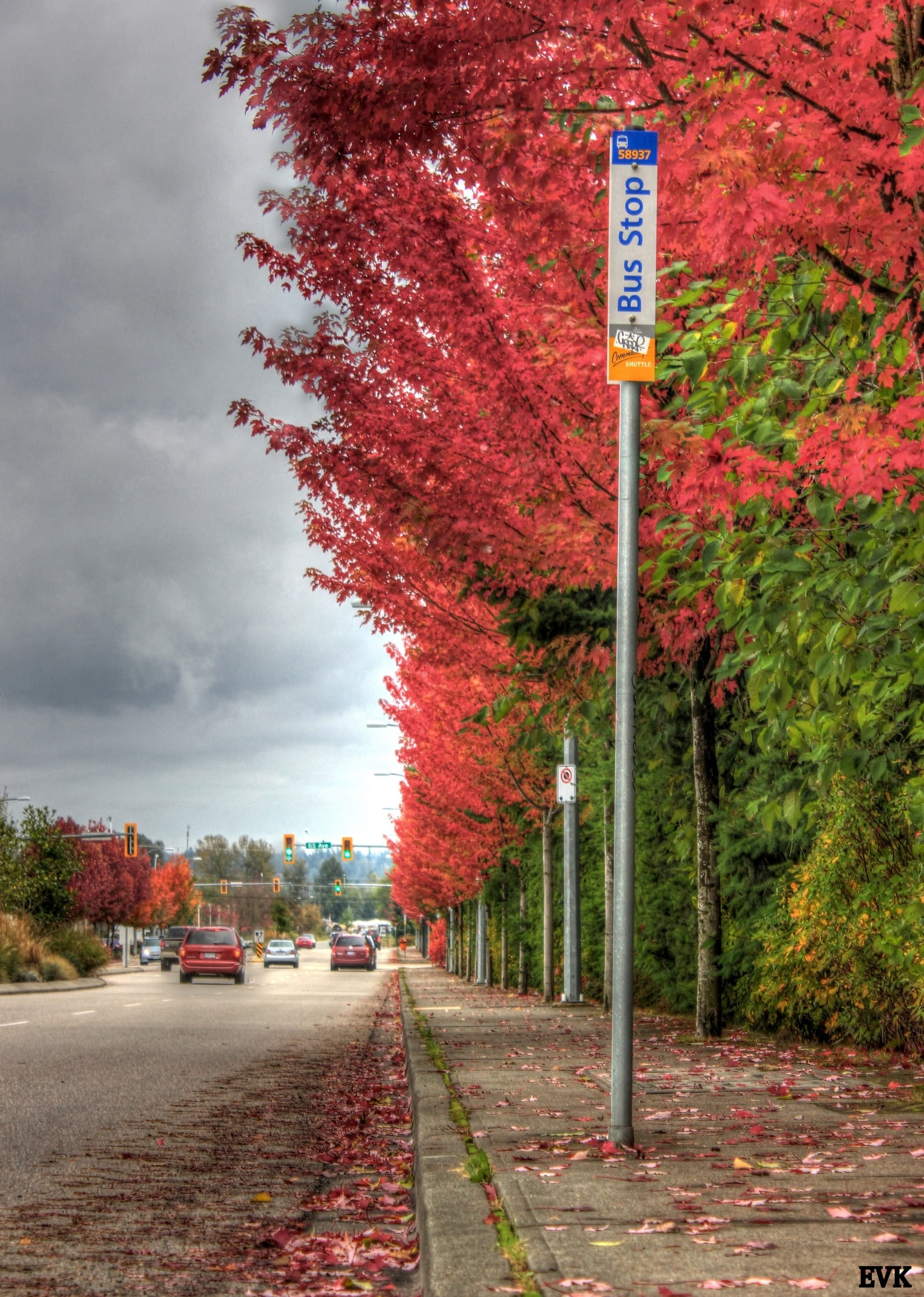 day, plant, footpath, transportation, cloud - sky, change, 1080P, tree, the way forward, fallen, sky, nature, waiting, stop, diminishing perspective, bus, Phone HD Wallpaper