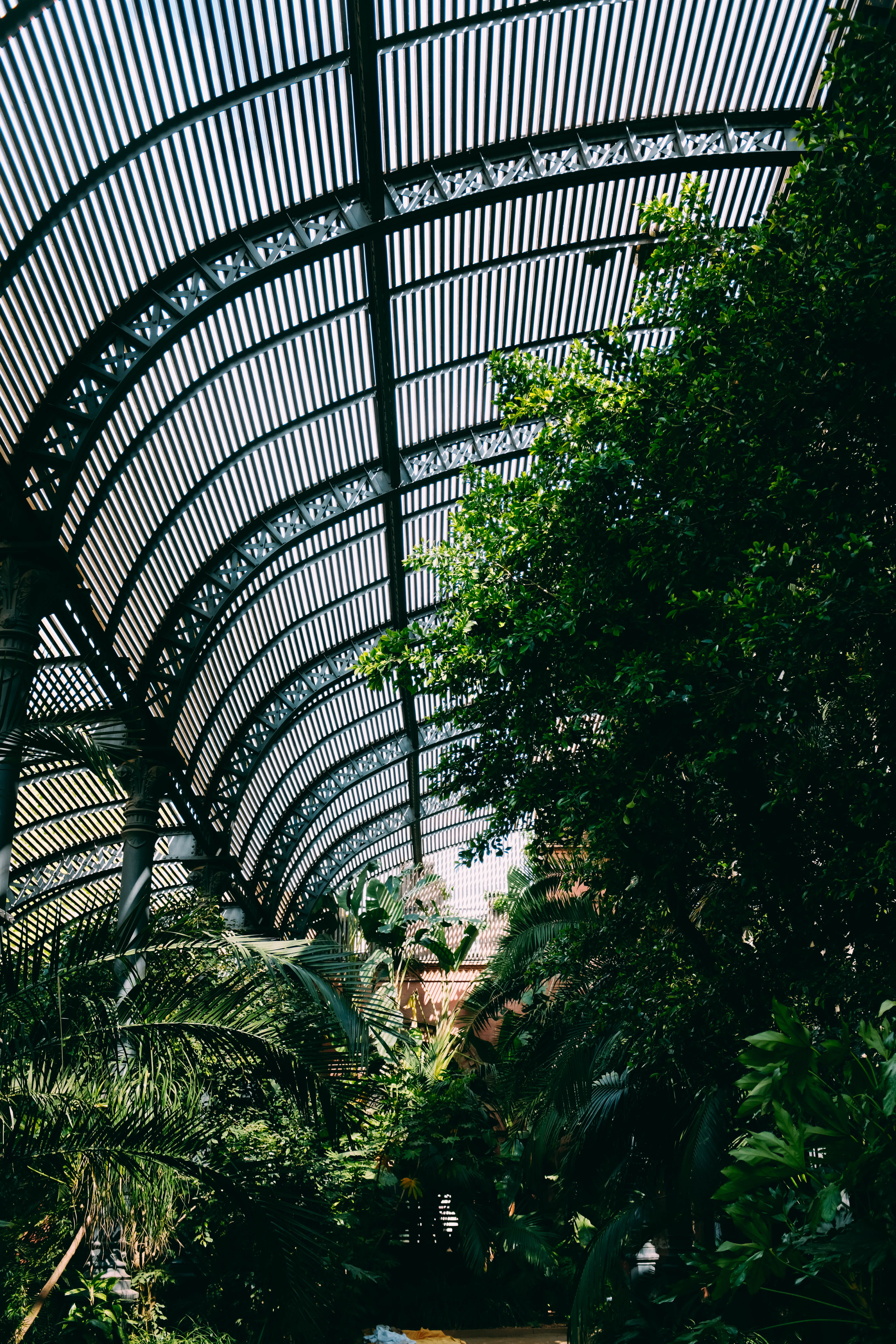 vegetation, no people, metal, 5K, leaf, patio, greenhouse, arbour, pergola, flare, porch, indoors, ceiling, day, low angle view, pattern, corridor, bridge, Phone HD Wallpaper