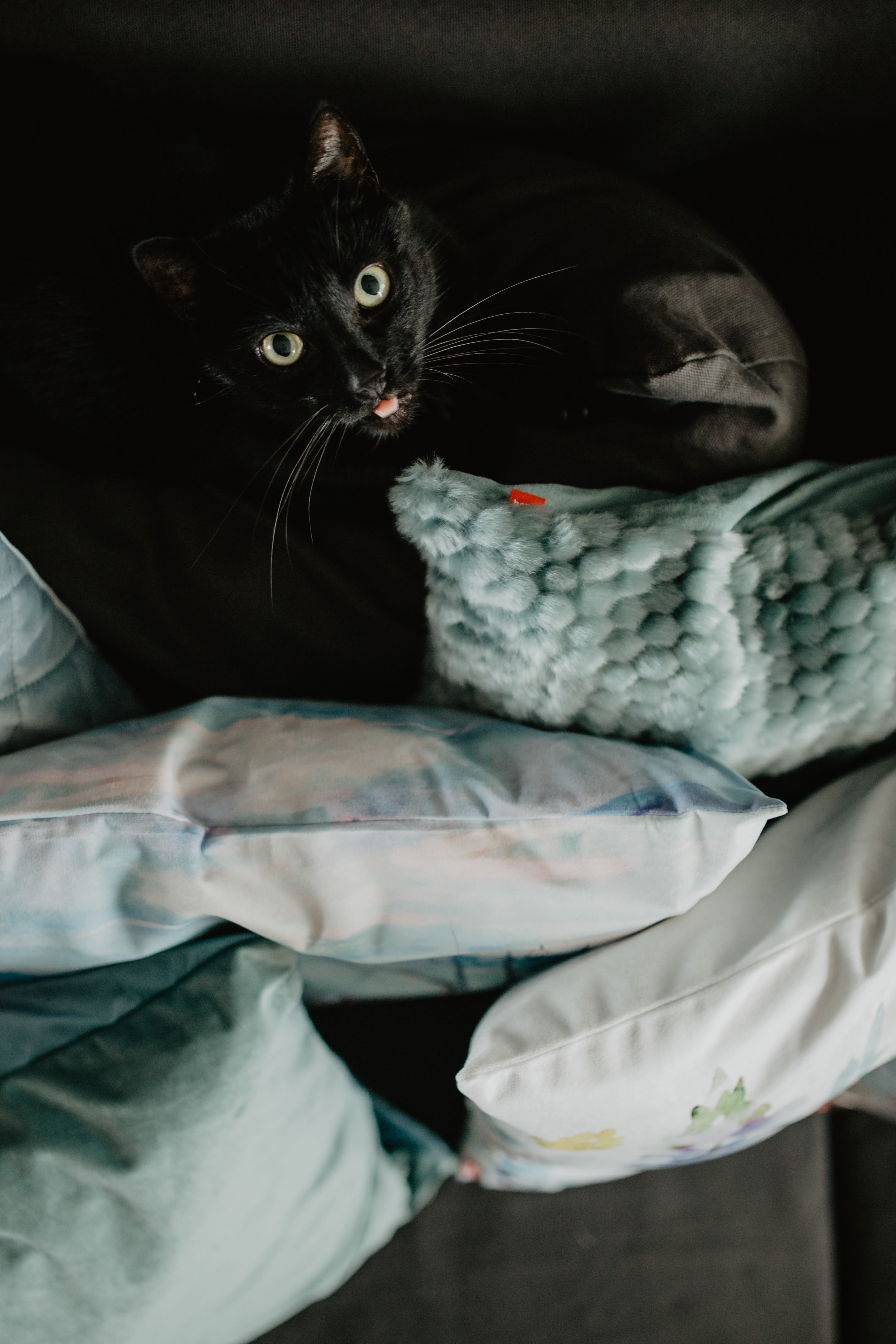 duvet, bed, black, animal, zoology, domestic cat, domestic animals, pet, whisker, domestic, pets, 4K, kitten, vertebrate, indoors, cat, people, one animal, Phone HD Wallpaper
