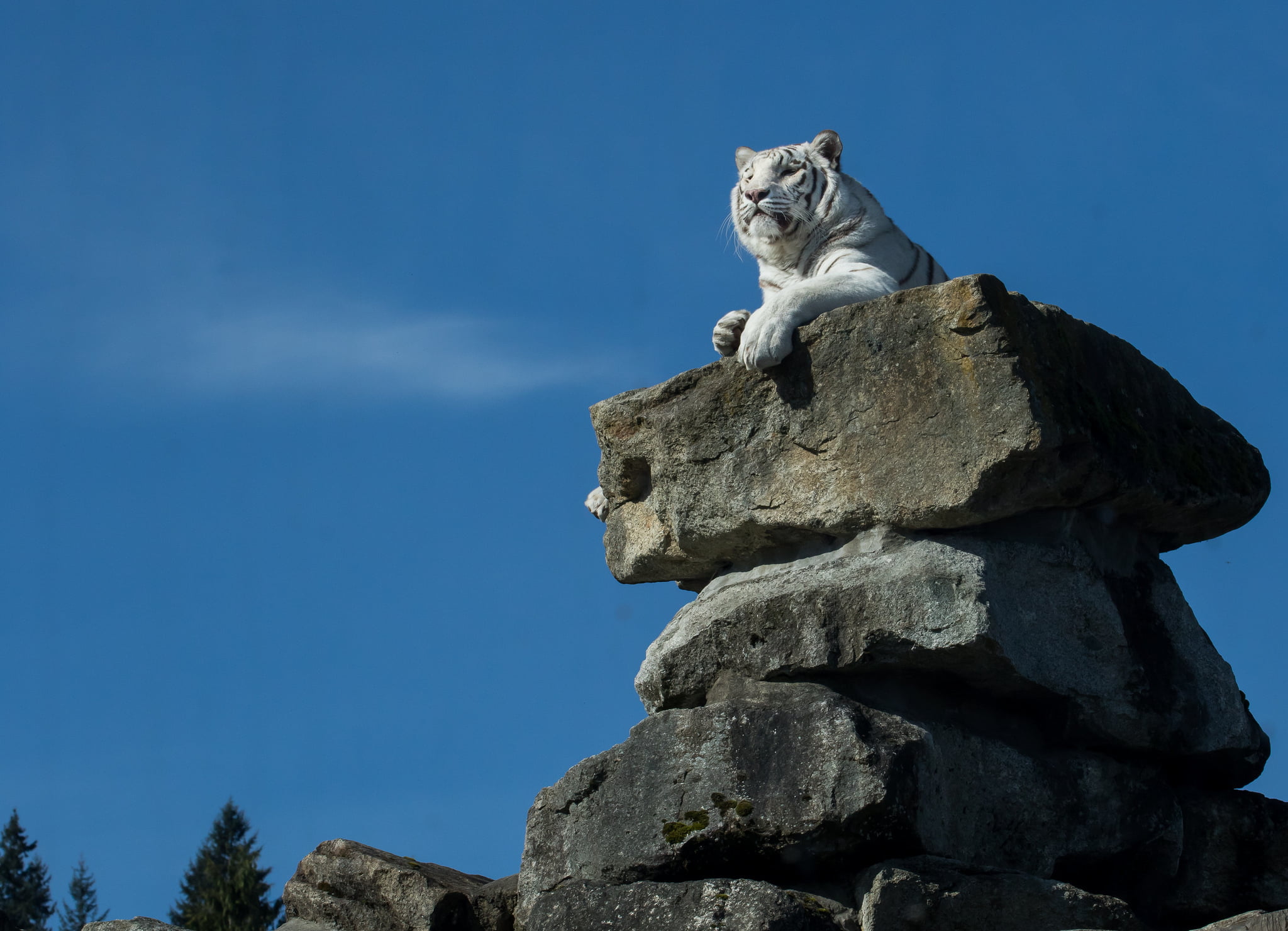 looking, domestic animals, stacked, rock - object, rocks, tiger, cute, cat, vertebrate, pets, mammal, rock, feline, sky, one animal, low angle view, domestic Cat, HD Wallpaper