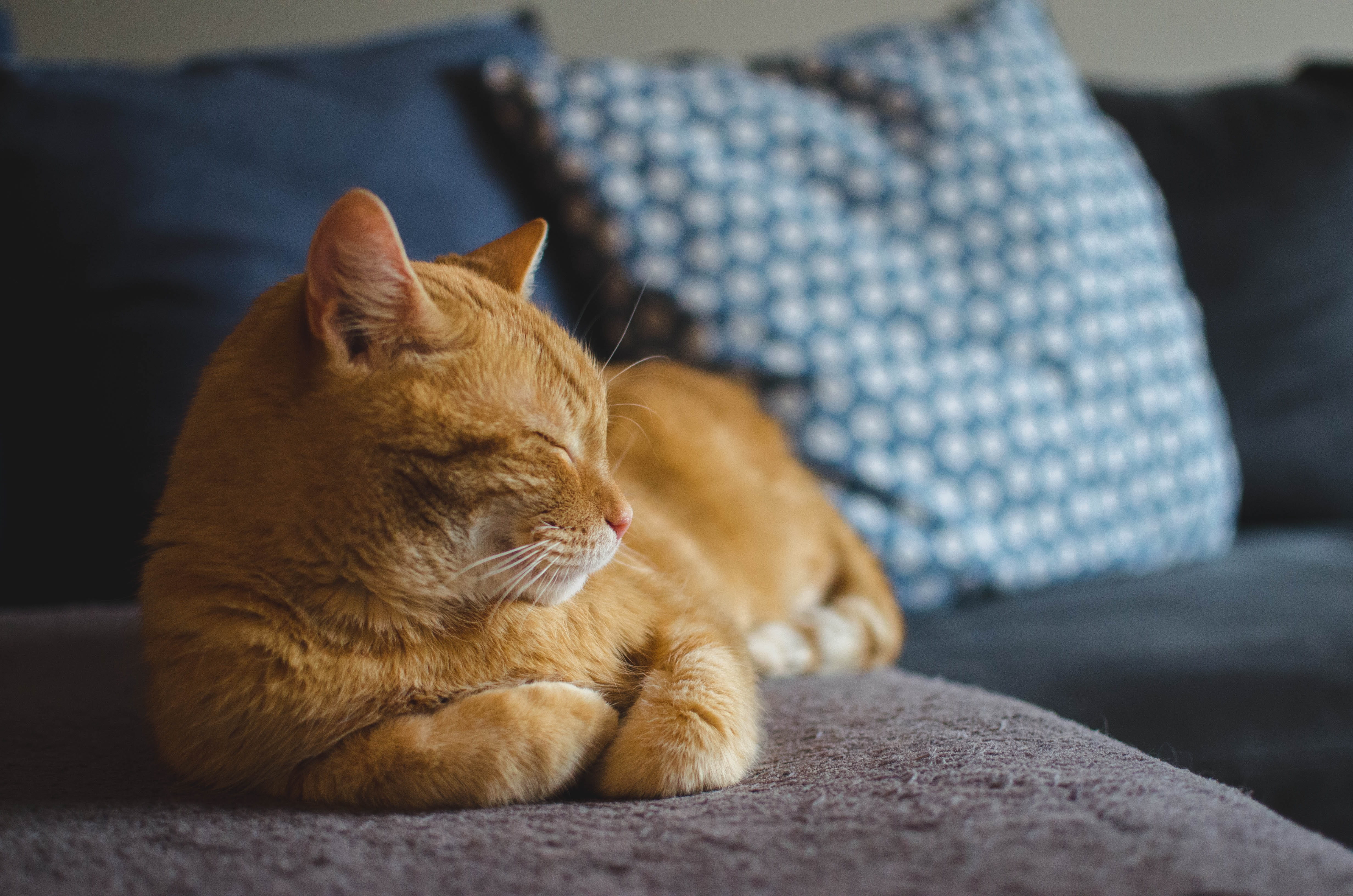one person, field, indoors, photography, depth, domestic cat, sleepy cat, 4K, relaxation, feline, mammal, orange, cat, domestic, domestic animals, one animal, HD Wallpaper