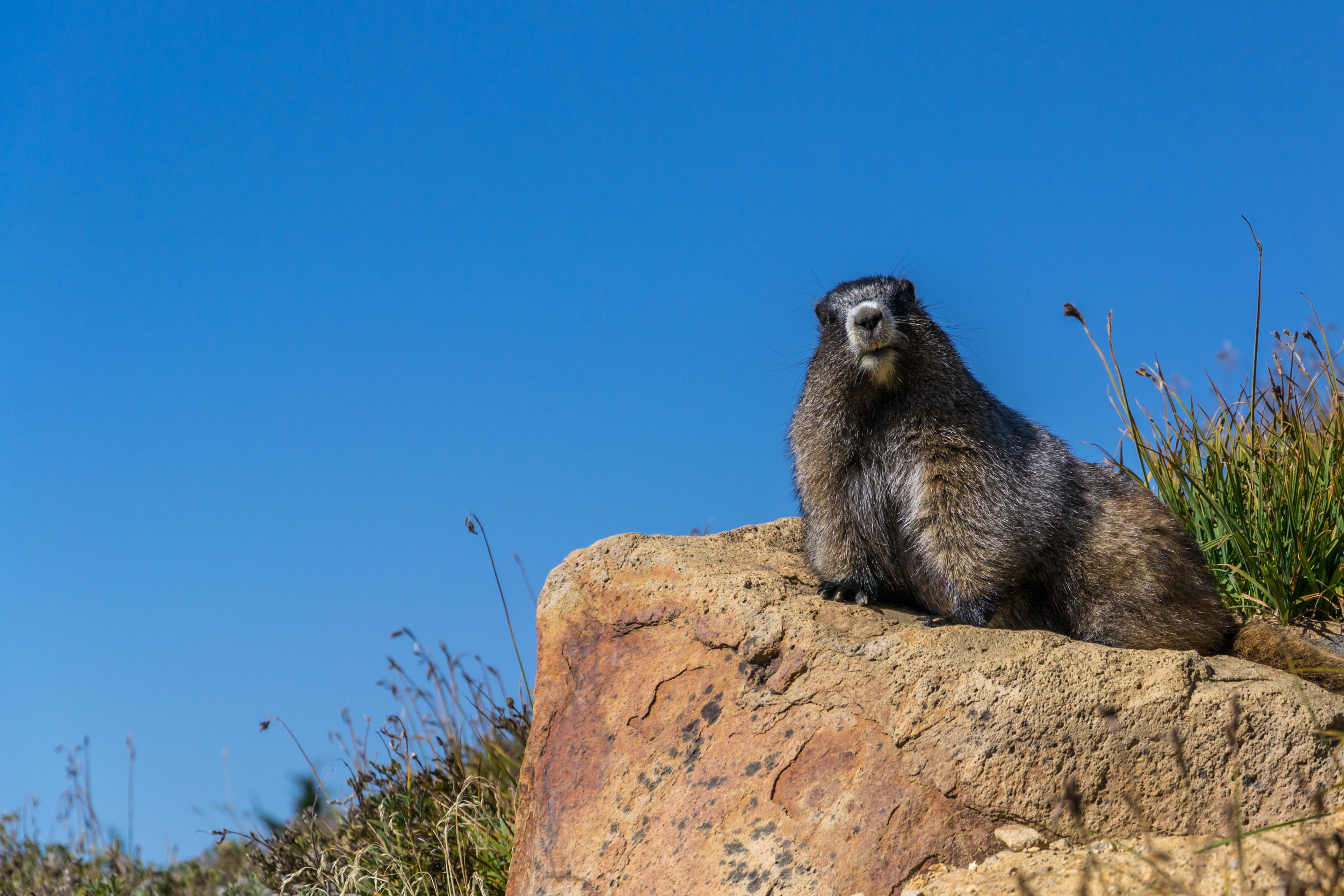 outdoors, animal, hill, copy space, blue, one animal, mammal, gray, sky, animal wildlife, green, brown, looking, reclining, top, animal themes, grass, day, HD Wallpaper