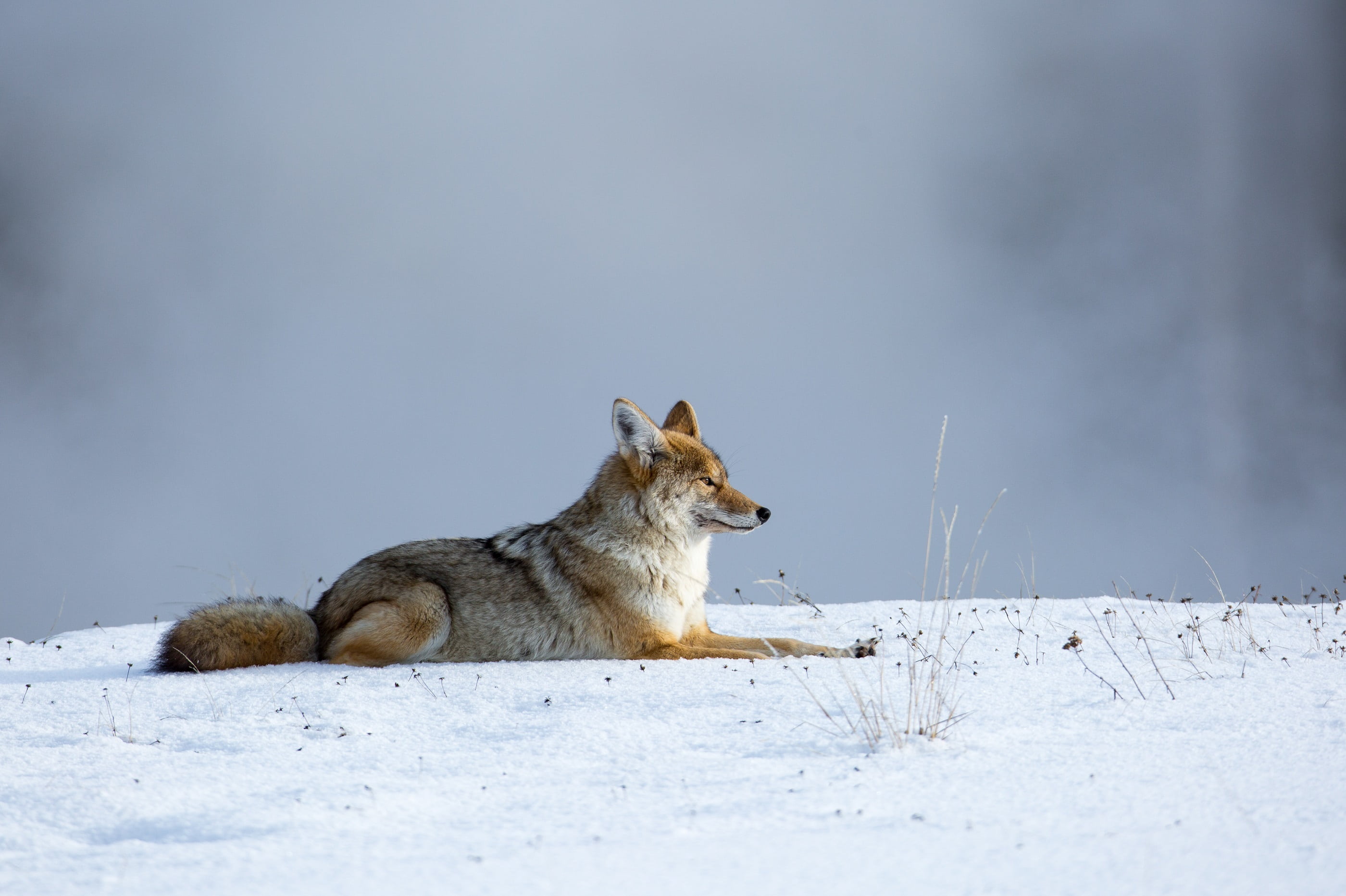 one animal, wild, animal, lying, survival, no people, predator, domestic, daytime, winter, mammal, brown, looking, hunter, land, animal wildlife, outdoors, HD Wallpaper