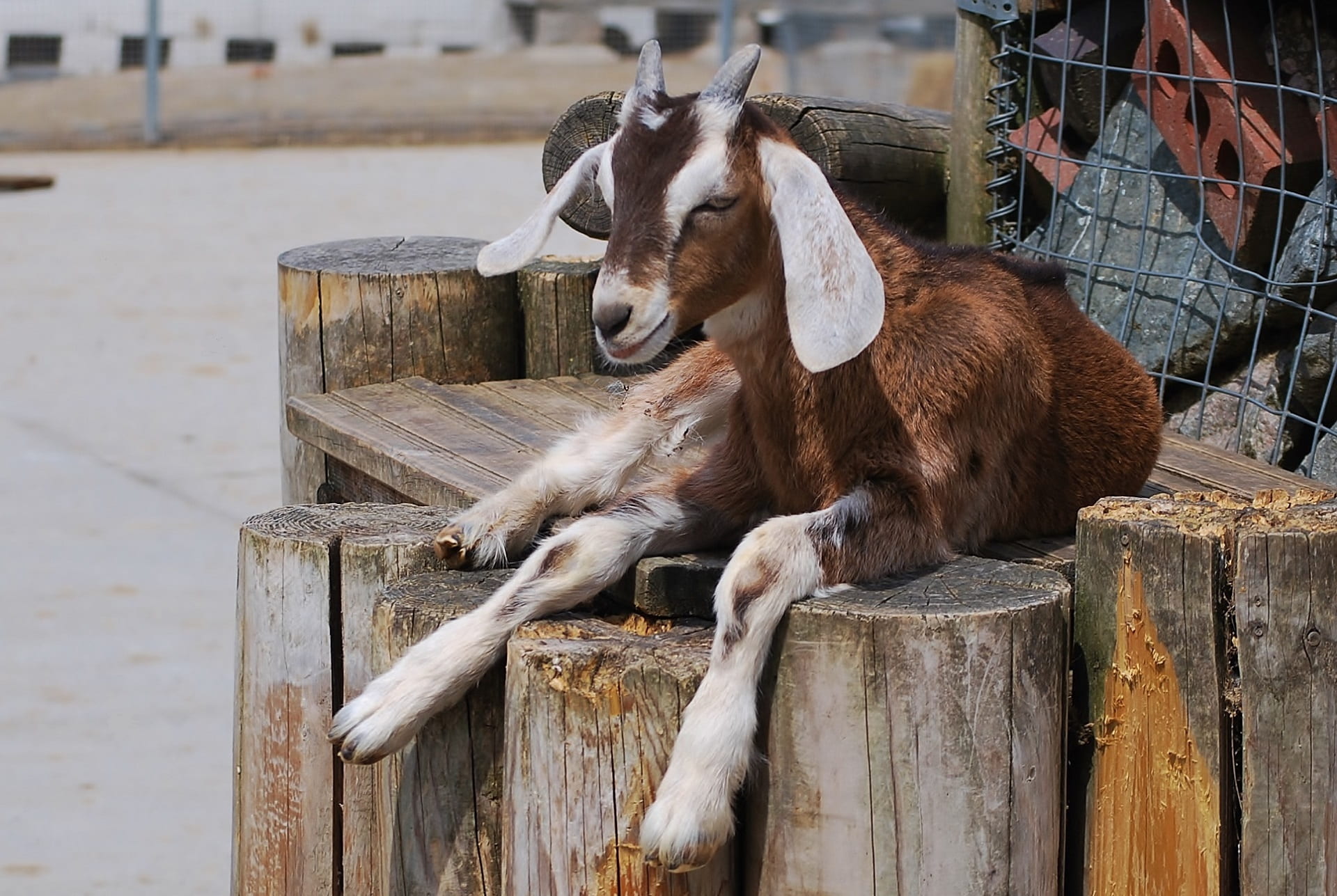 barrier, rack, agriculture, 1080P, horned, daytime, gray, animal, day, boundary, animals in the wild, post, portrait, domestic animals, herbivorous, fence, HD Wallpaper