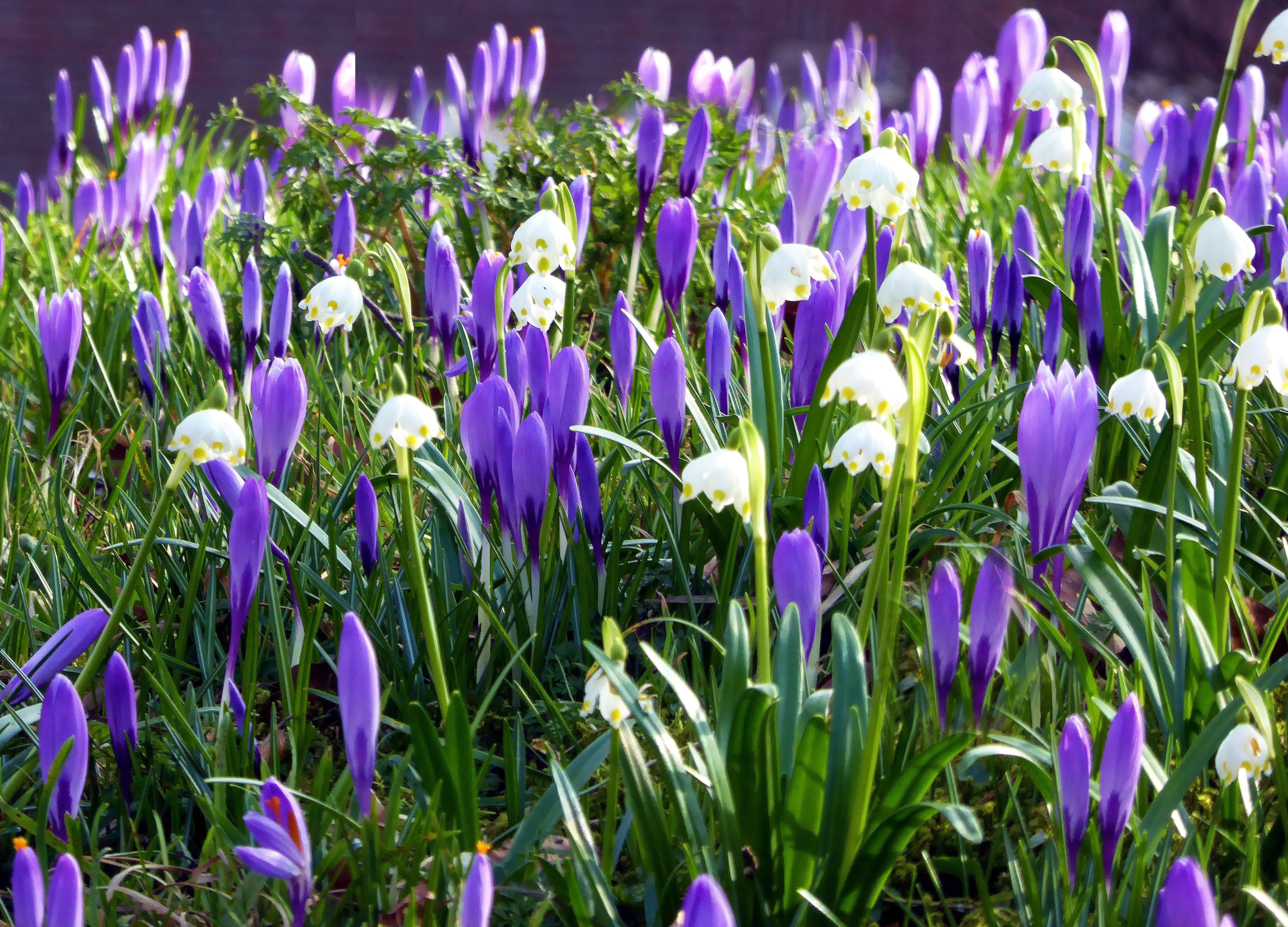 day, plant, early bloomer, crocus, flowerbed, land, husum, growth, flower, field, iris, inflorescence, outdoors, purple, flowering plant, petal, beauty in nature, HD Wallpaper
