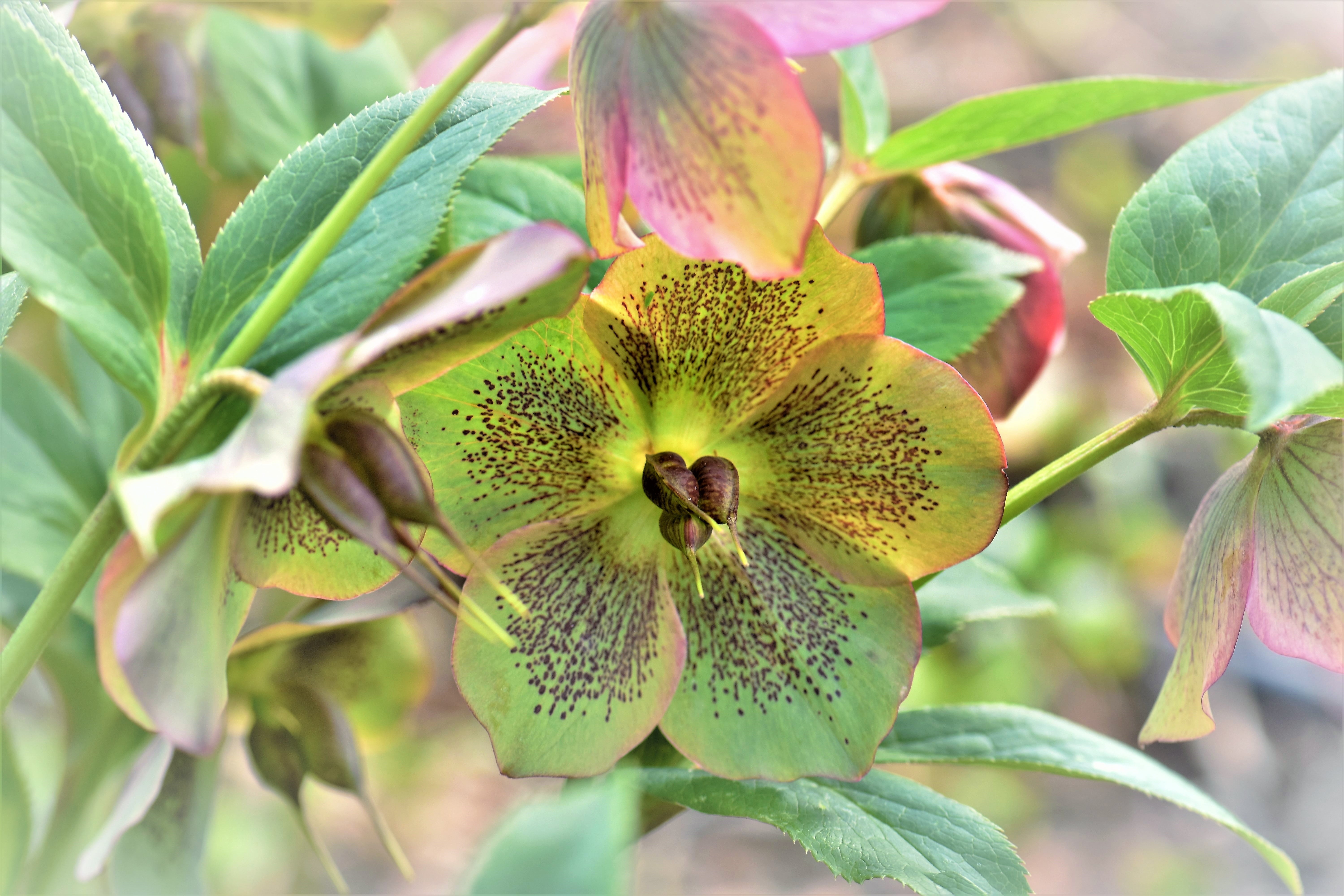 5K, food and drink, freshness, close-up, plant, plant part, leaves, blossom, early bloomer, growth, close, petal, flower head, pistil, photo, spring, green color, HD Wallpaper