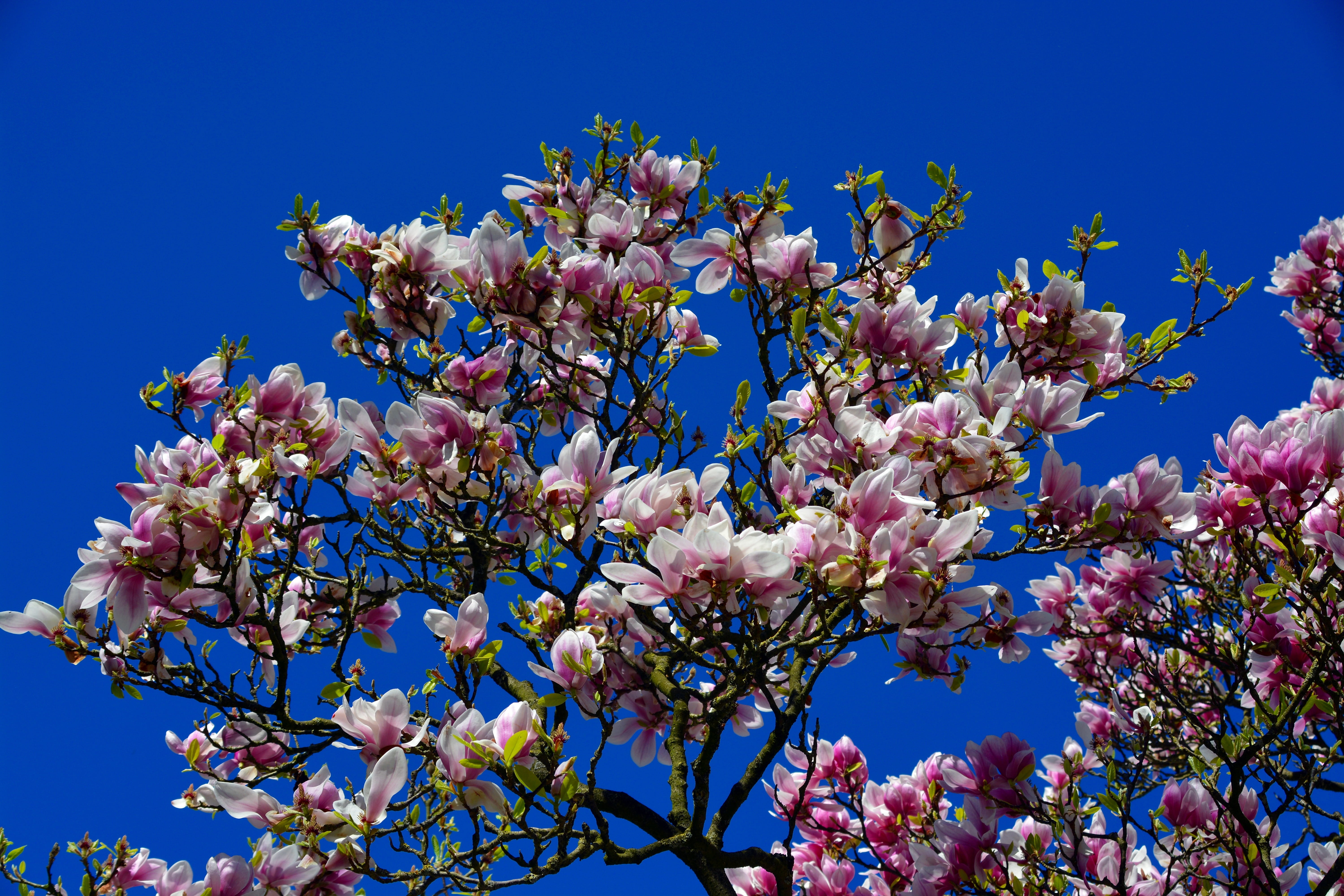 pink color, branch, blossom, vulnerability, fragility, sky, tree, outdoors, cherry blossom, beauty in nature, spring, blue, early bloomer, flowers, floral, HD Wallpaper