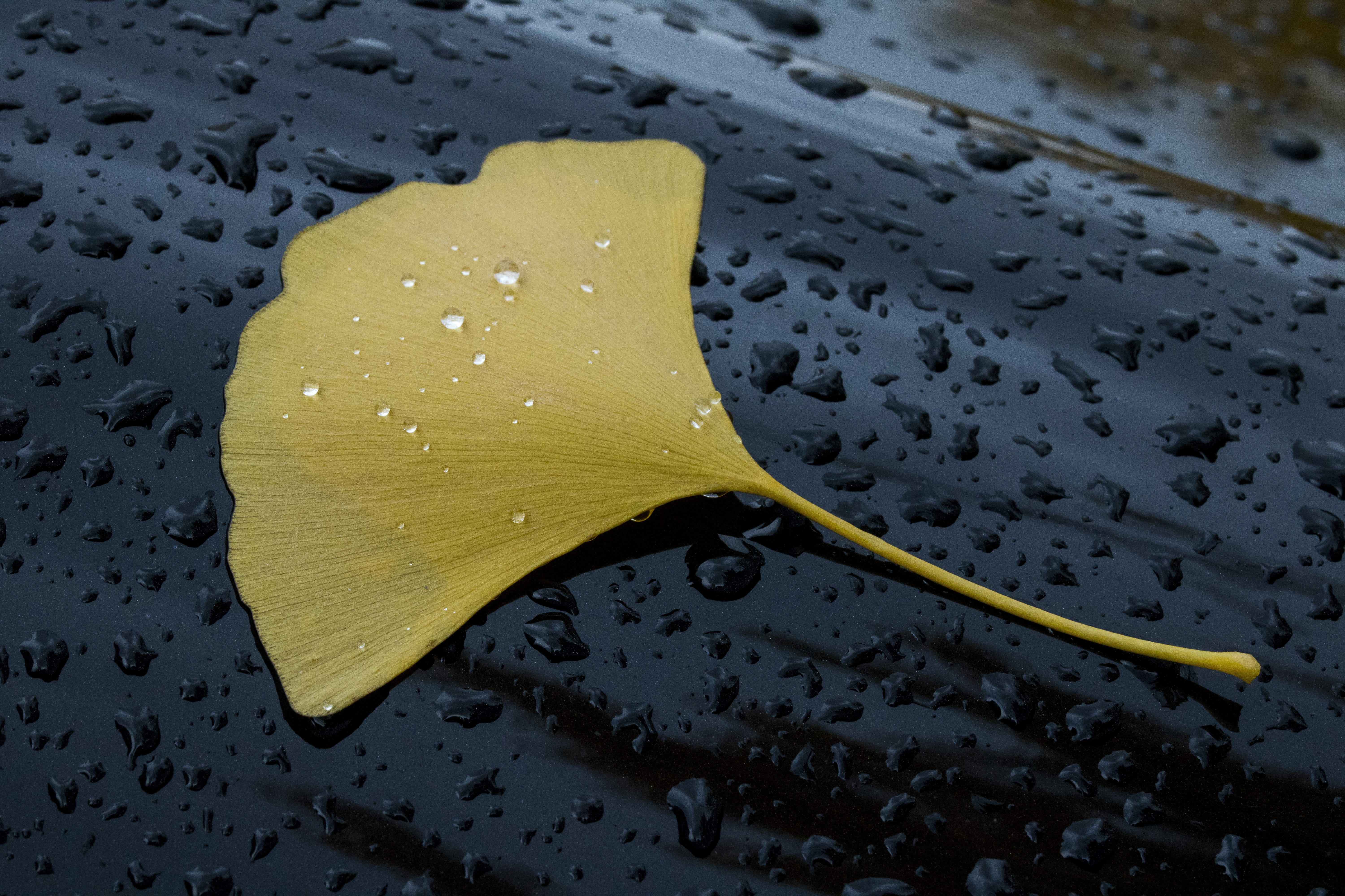 healthy eating, non, chaos, high angle view, water, nature, still life, indoors, drop, gutter, kitchen utensil, leaf, table, no people, food, close-up, HD Wallpaper