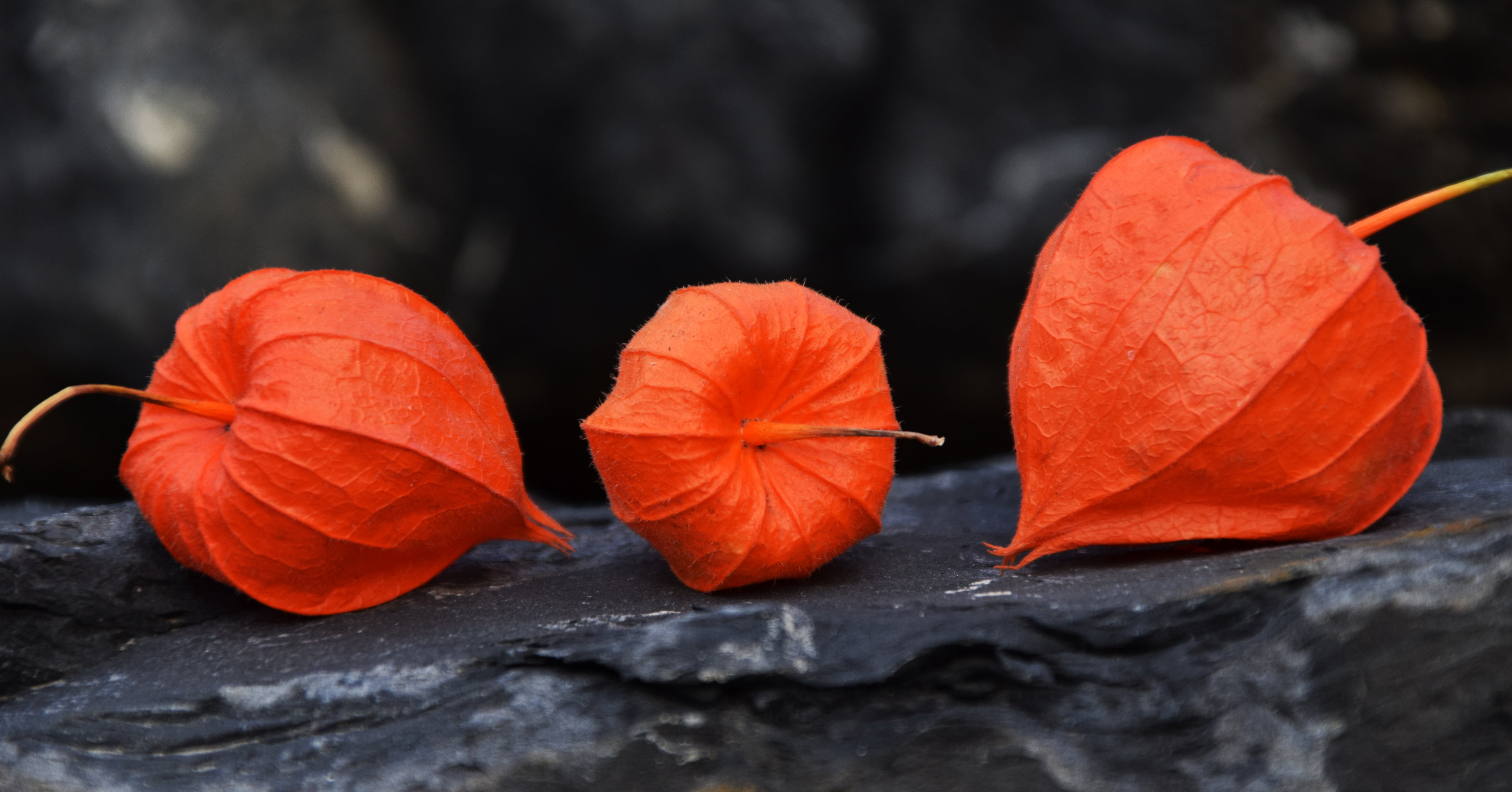 5K, outdoors, three, no people, leaf, autumn, orange color, bright, fragility, lantern flower, day, freshness, close, growth, water, orange, beauty in nature, HD Wallpaper