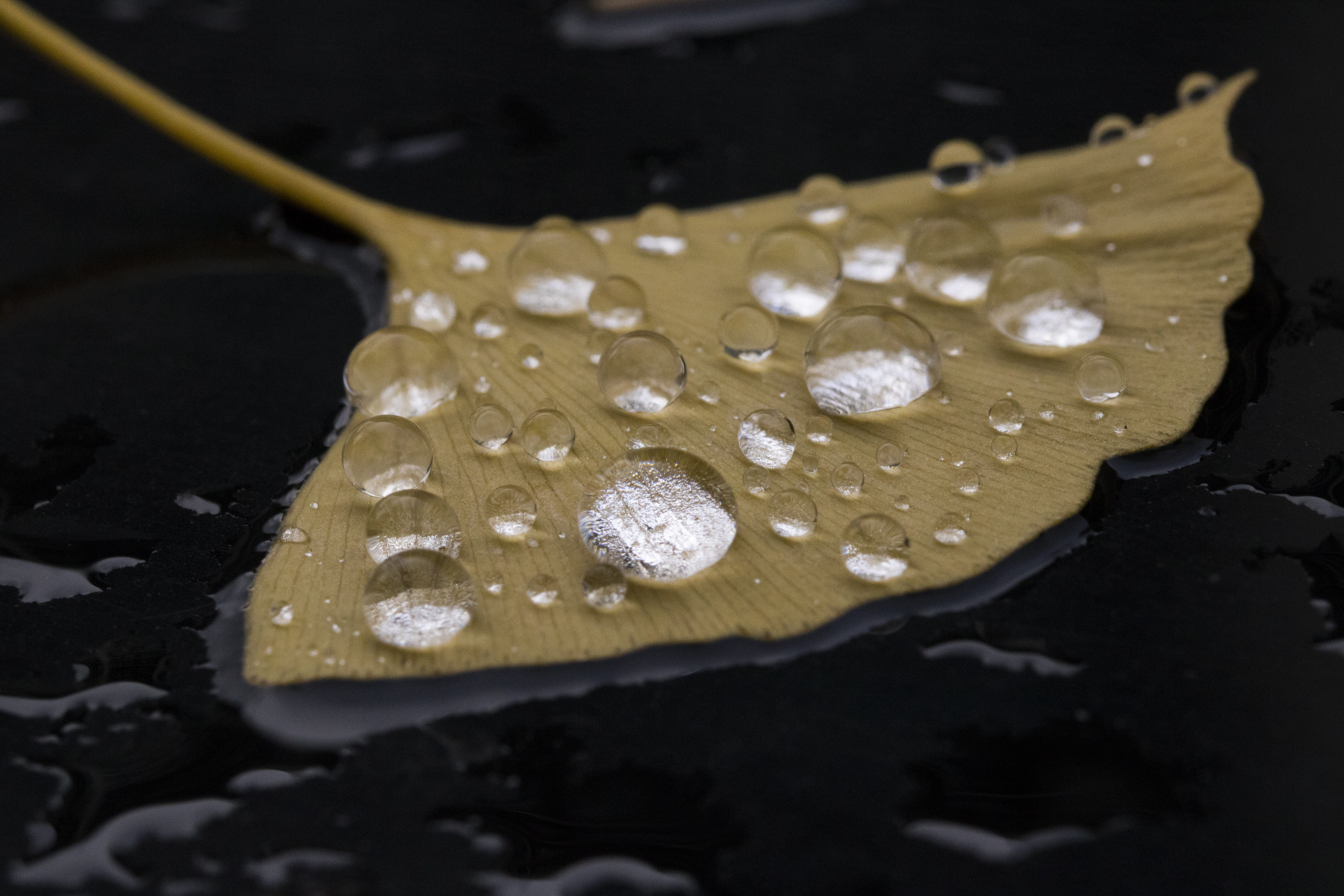 healthy eating, chinese food, high angle view, leaf, black background, selective focus, gutter, preparation, indoors, spoon, rain water droplets, studio shot, HD Wallpaper