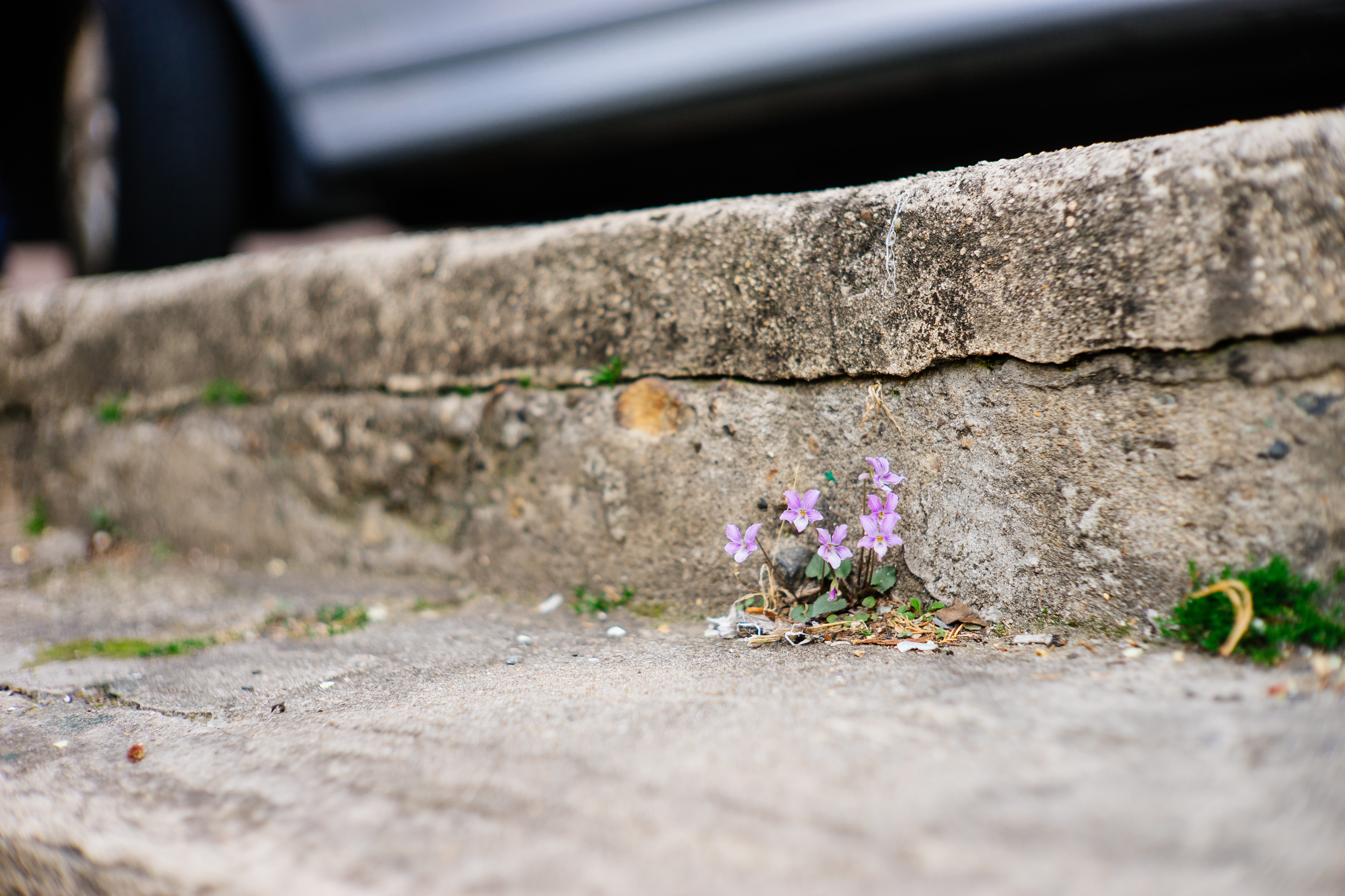 selective focus, plant, flowering plant, flower, gutter, day, beauty in nature, wall - building feature, cement, Violet, vulnerability, outdoors, concrete, HD Wallpaper