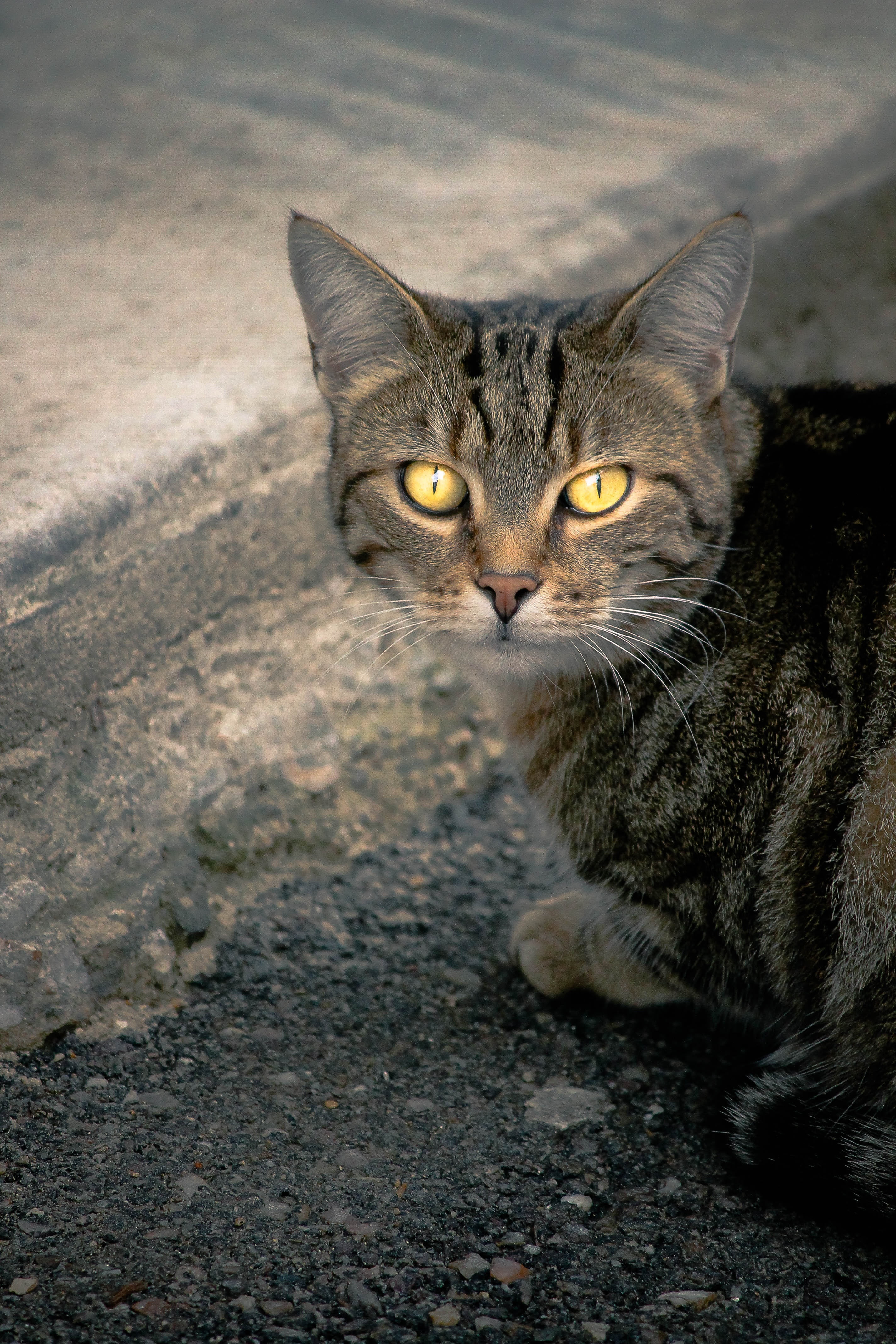 animal eye, gutter, cute, looking, close-up, one animal, portrait, domestic Cat, feline, mammal, focus on foreground, whisker, relaxation, sitting, domestic animals, Phone HD Wallpaper