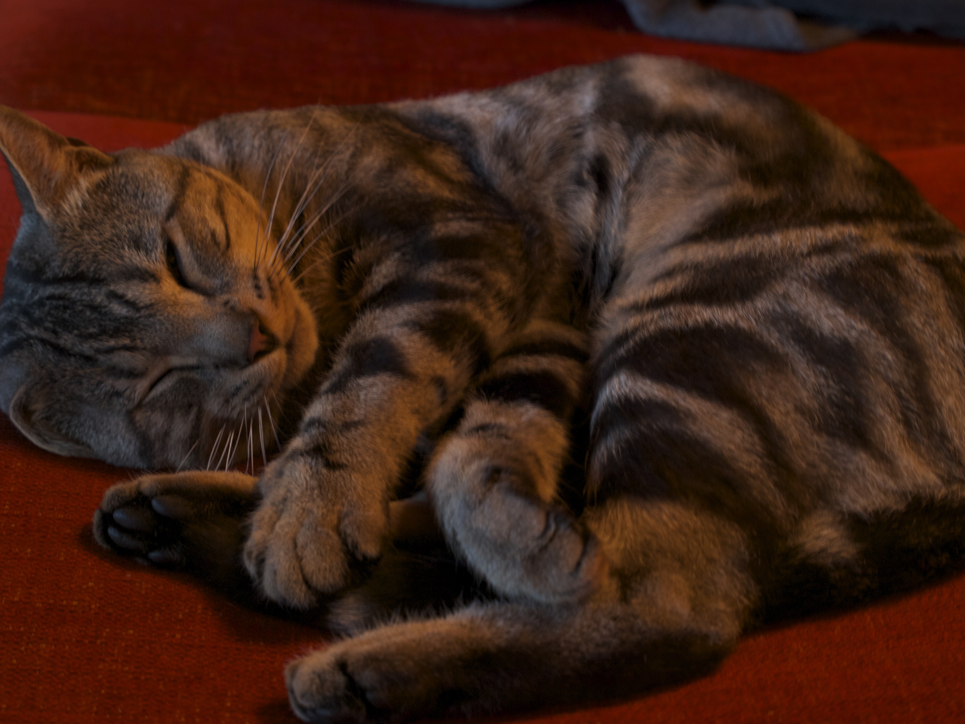 sleep, domestic cat, cat, close-up, domestic animals, indoors, gutter, focus on foreground, whisker, relaxation, elongate, animal, tabby, pets, sleeps, HD Wallpaper