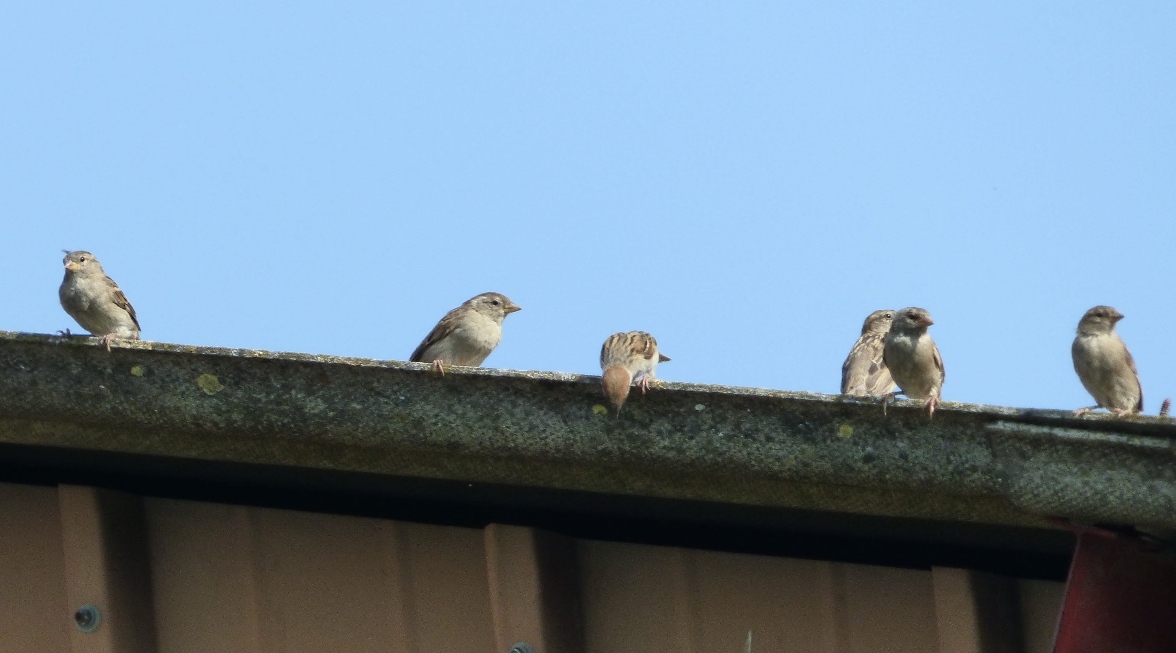 perching, clear sky, low angle view, vertebrate, animal themes, animal wildlife, group of animals, beak, no people, sparrows, railing, blue, sky, 4K, architecture, HD Wallpaper