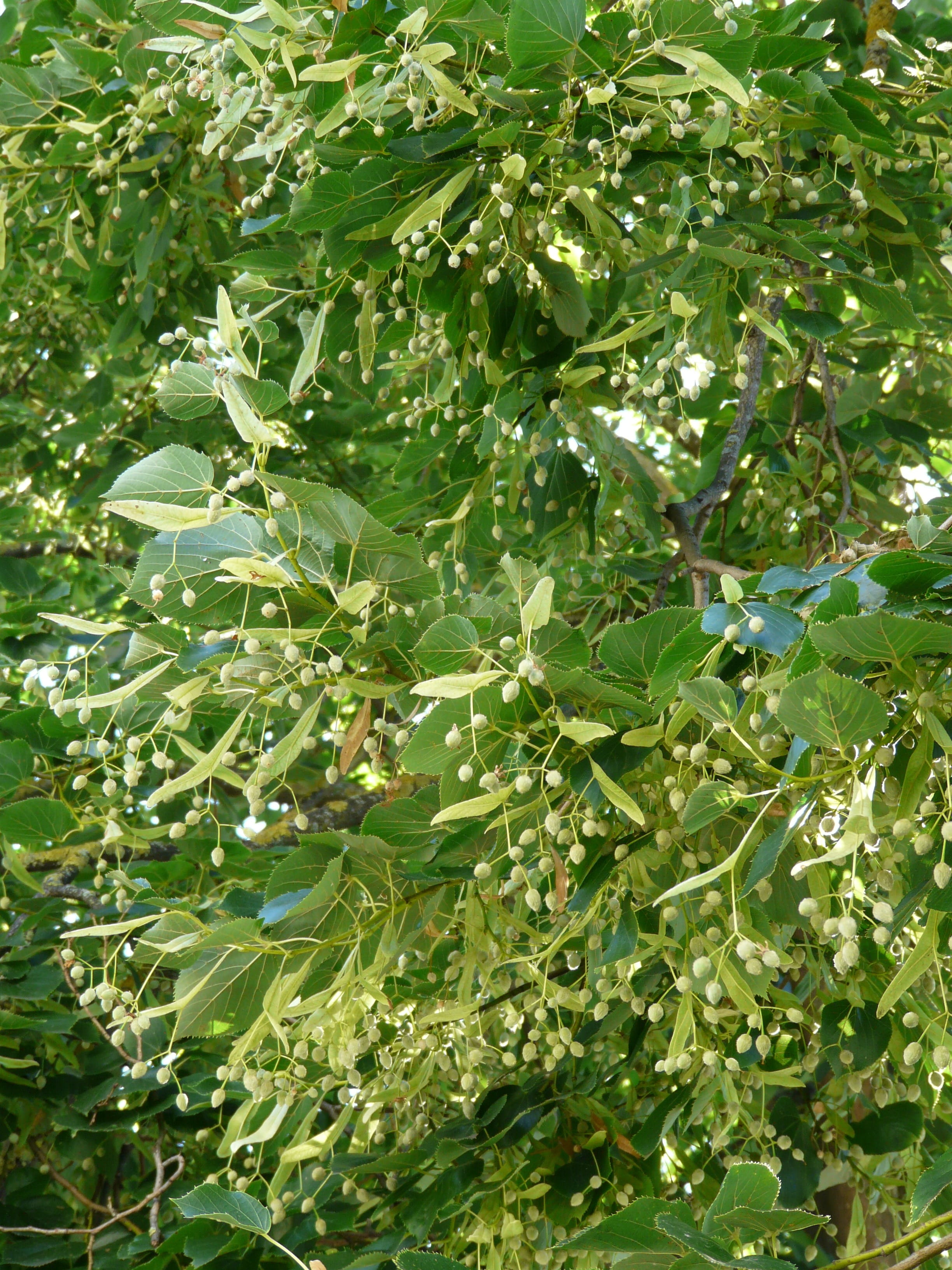 plant part, tilia, tilia cordata, tilioideae, day, malvaceae, winter linde, food and drink, backgrounds, plant, stone linde, lime plant, outdoors, Tree, Phone HD Wallpaper