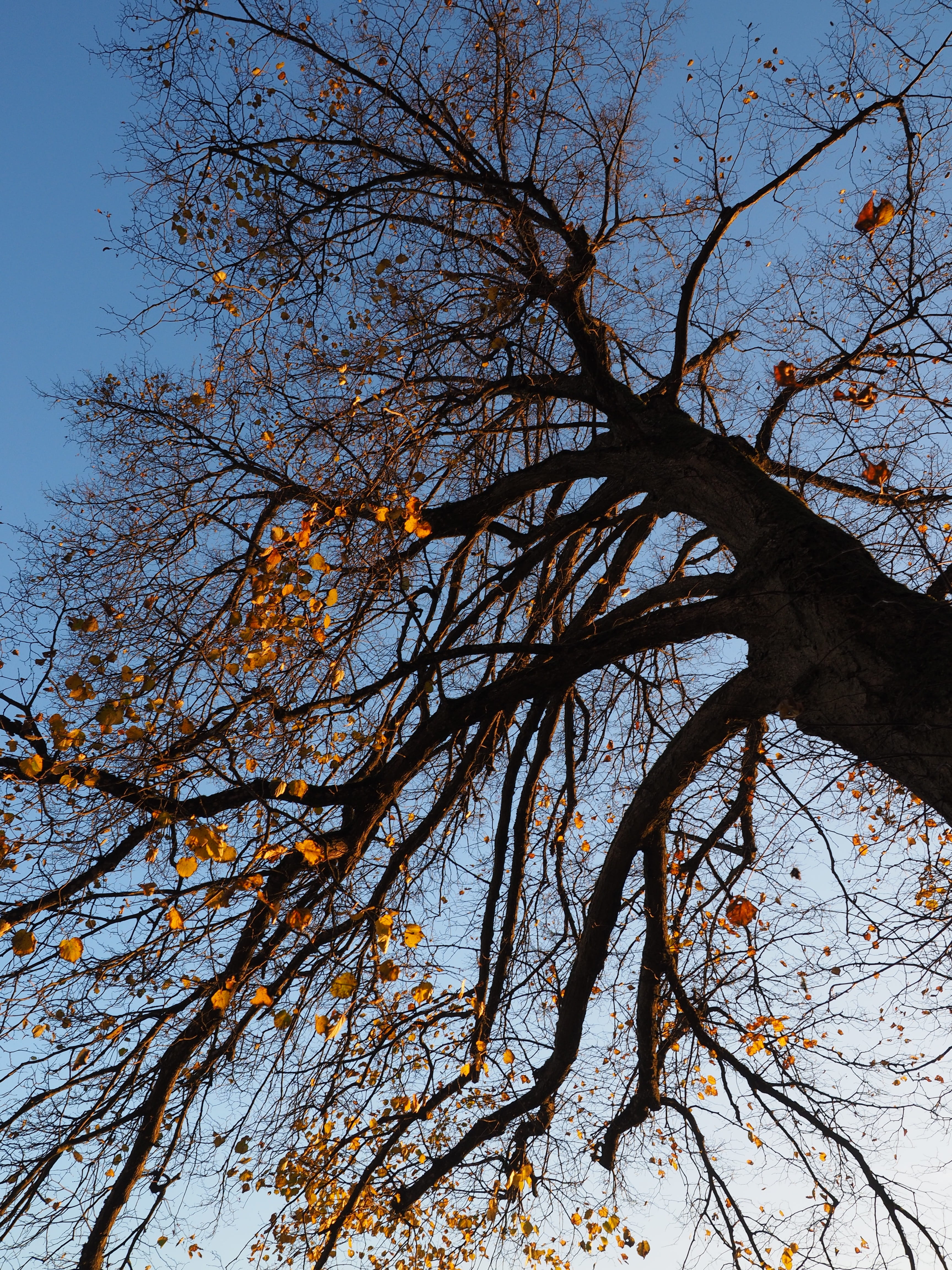 tilia, sunlight, branch, scenics - nature, leaves, sky, 4K, autumn, mallow, fall color, growth, change, no people, log, day, tranquility, sunny, tree canopy, Phone HD Wallpaper