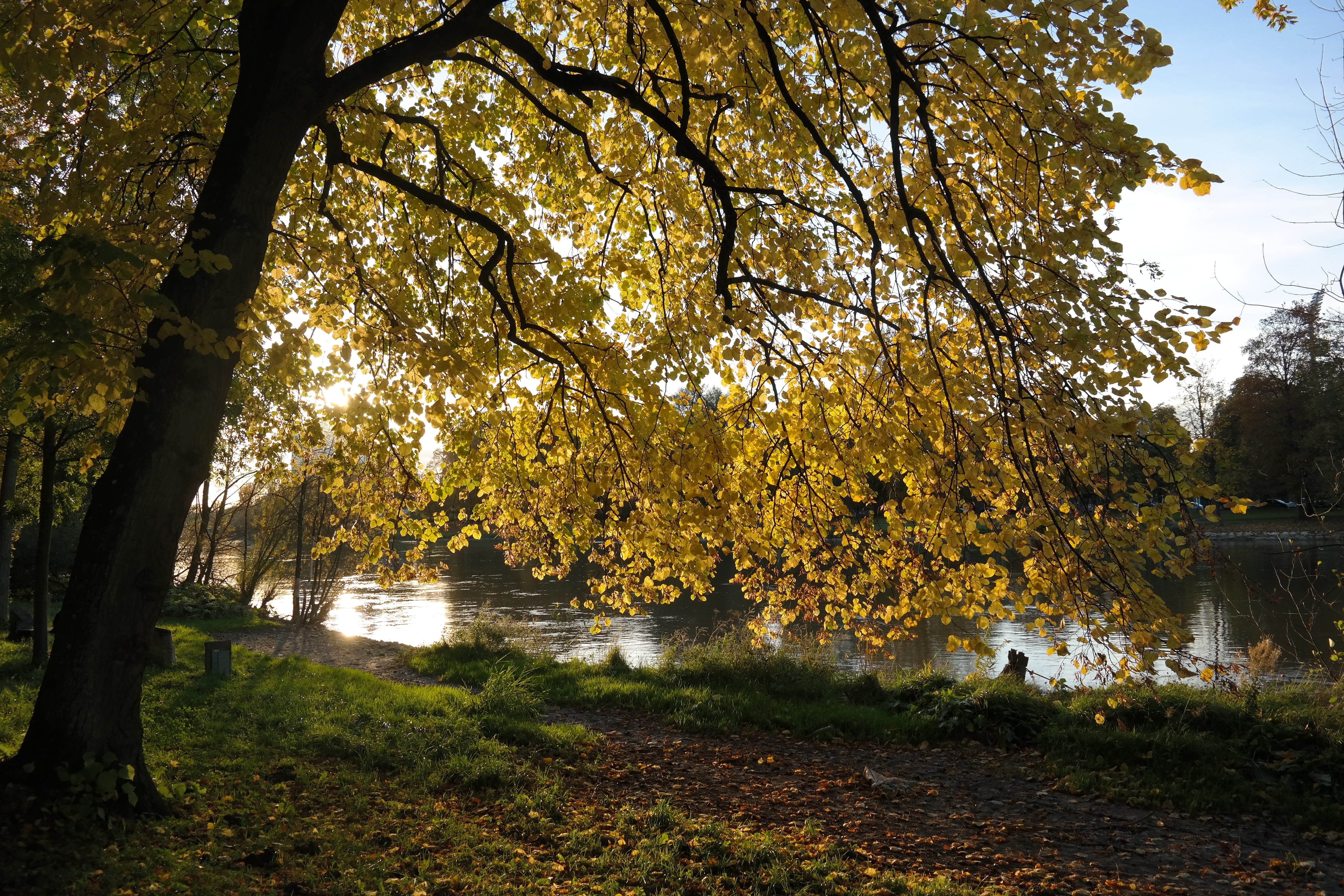 leaves, day, mallow, tilia, land, lake, eurybia linde, nature, promenade, lime, river floodplain, tranquil scene, malvaceae, summer linde, fall color, bank, HD Wallpaper