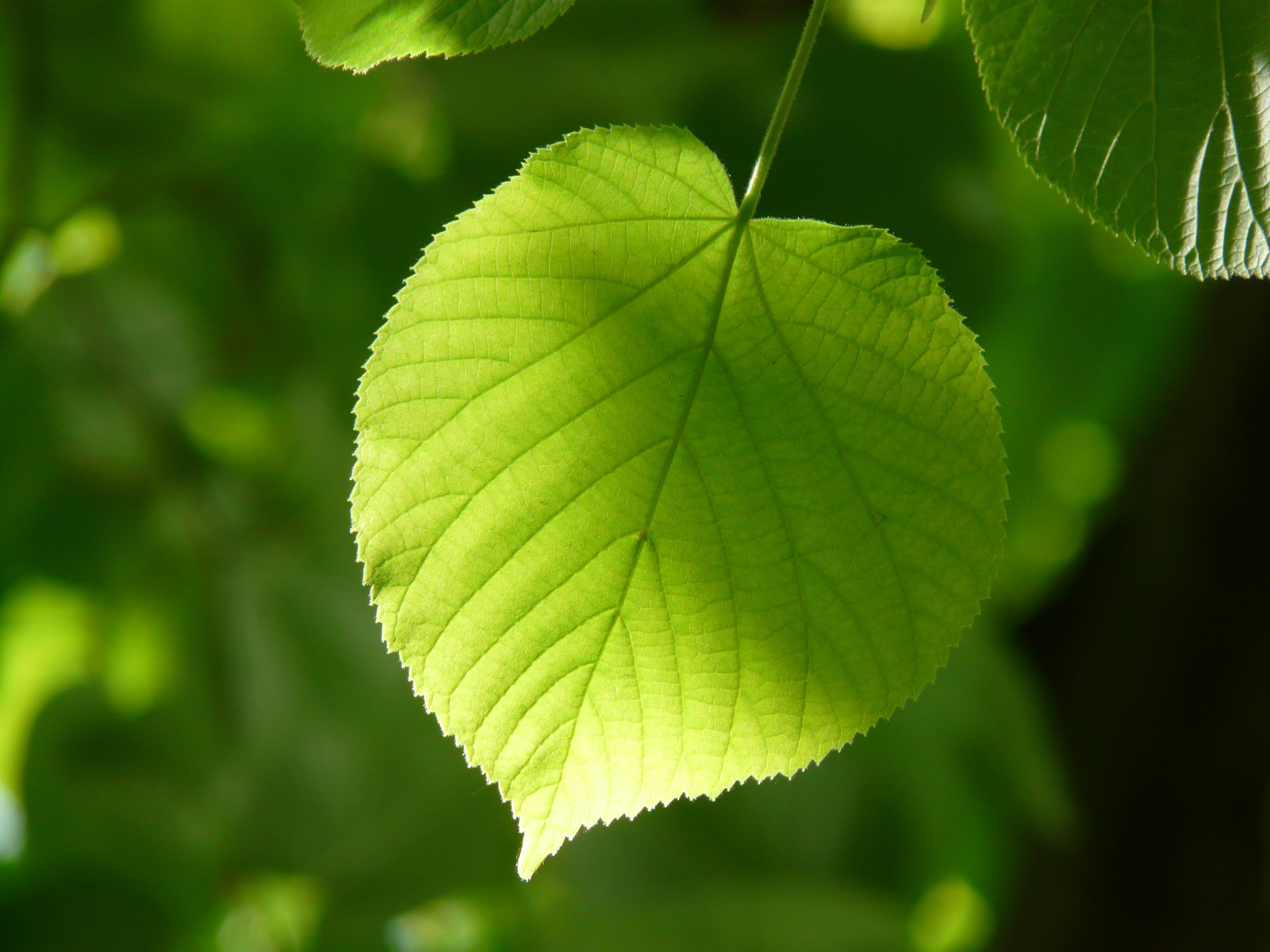 lipovina, close-up, focus on foreground, greenish, linde, tilia, plant part, green, light, leaves, natural pattern, sunlight, tranquility, aesthetic, stone linde, HD Wallpaper