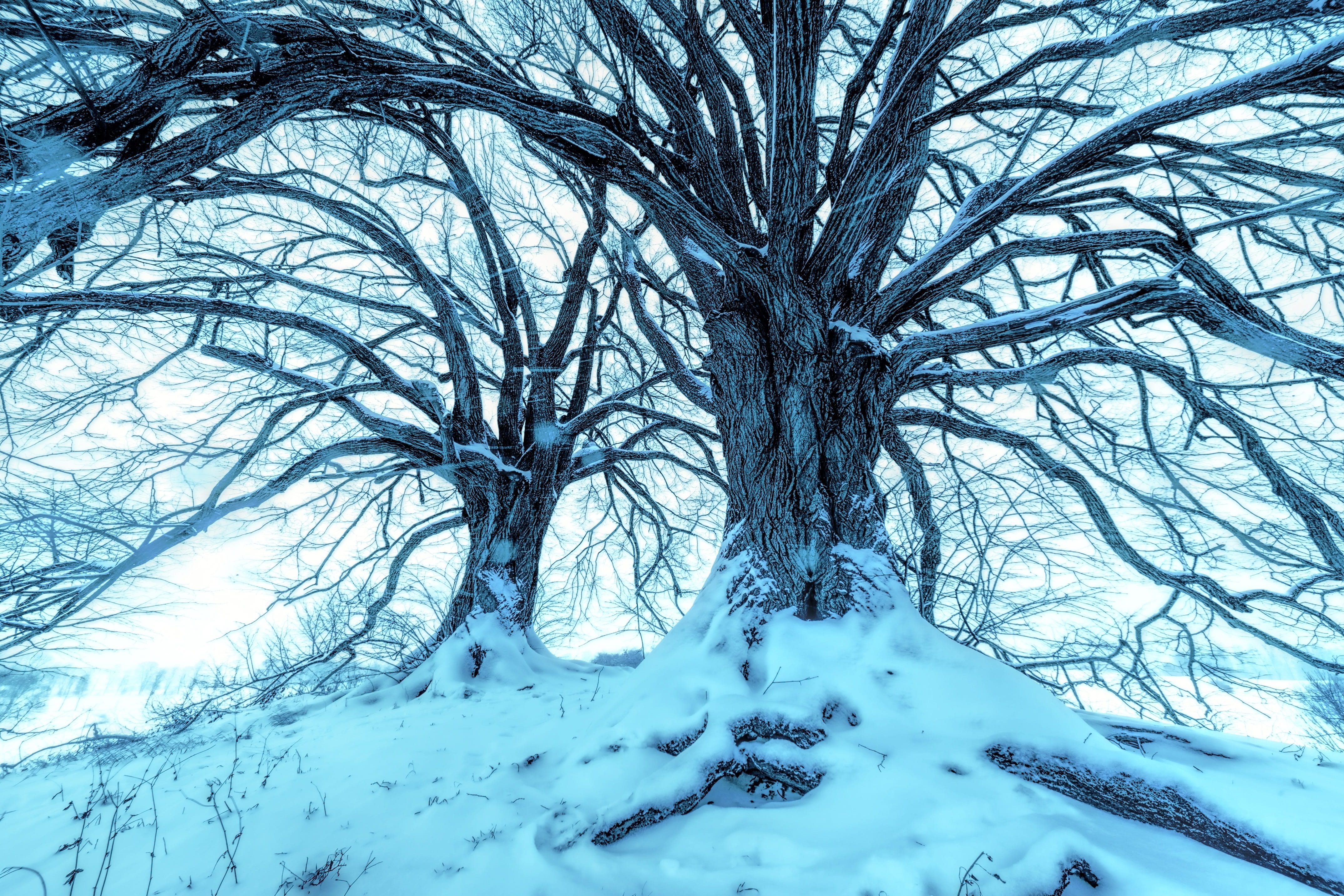 land, kahl, 4K, bare tree, frozen, linde, tranquil scene, covering, snowcapped mountain, frost, beauty in nature, hoarfrost, tree, extreme weather, no people, HD Wallpaper