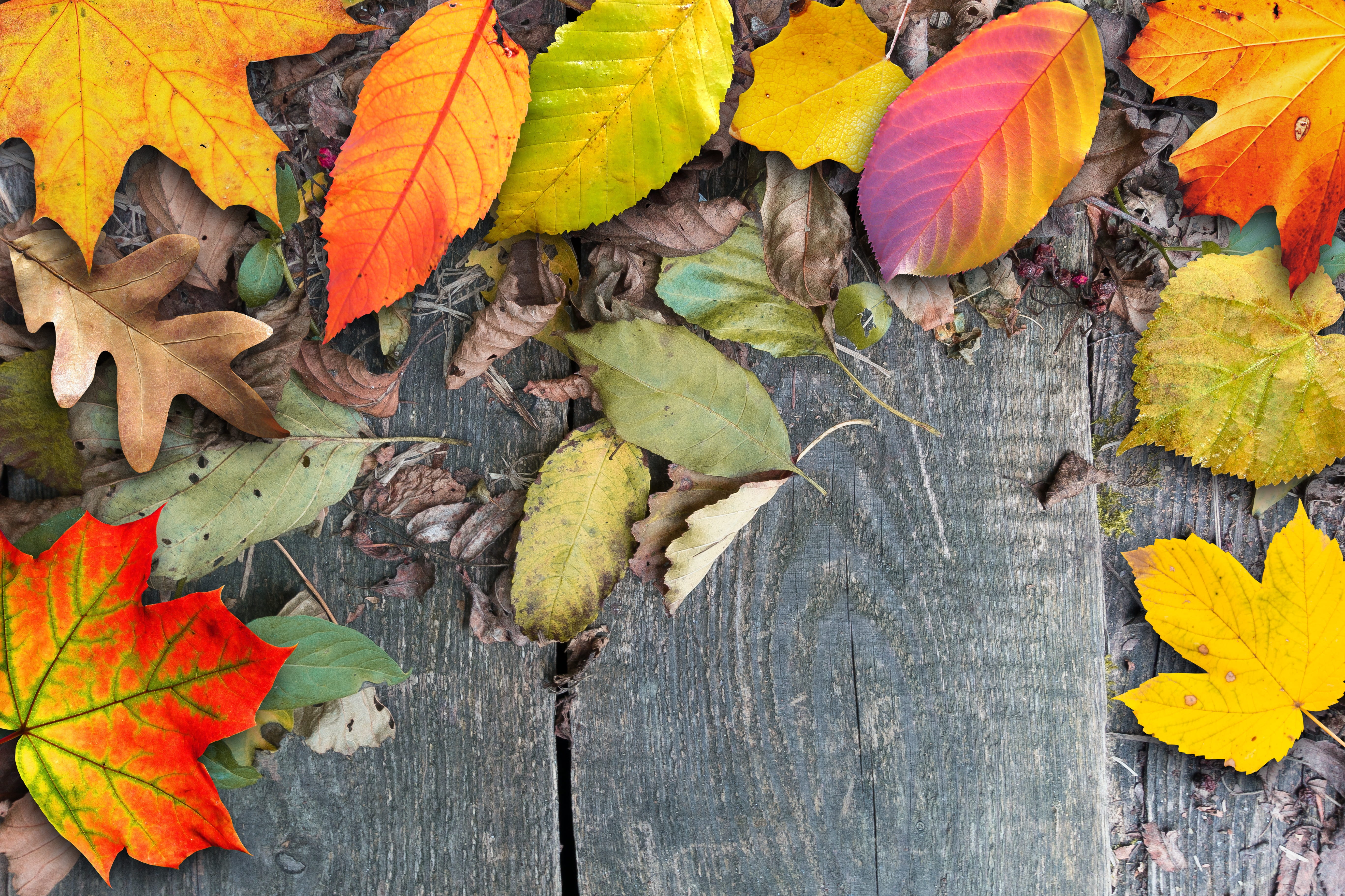 linde, plant, beauty in nature, dry, plant part, nature, alder, wood, change, web, orange, withers, directly above, autumn, maple leaf, oak, maple, brown, HD Wallpaper
