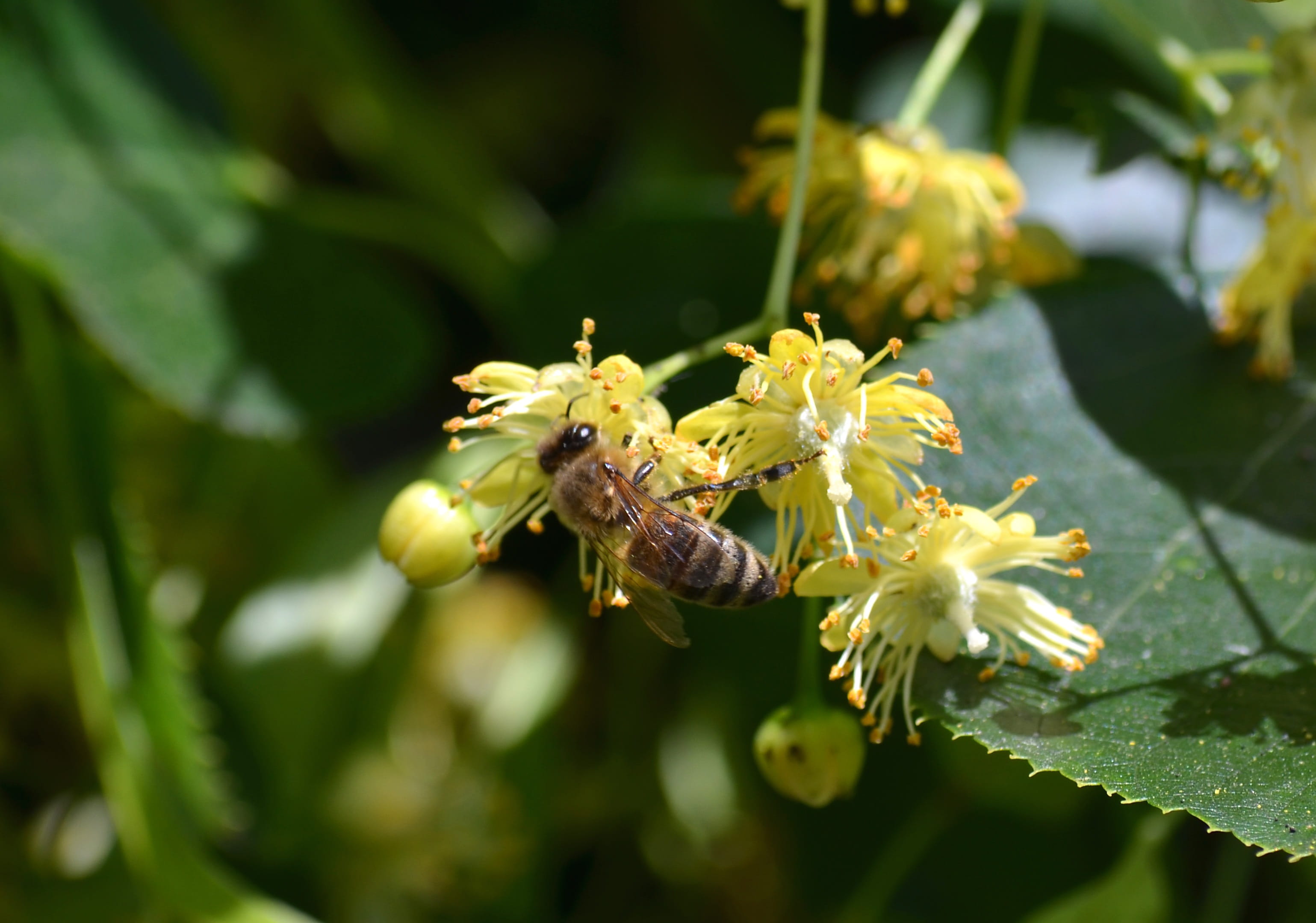 beauty in nature, nature, no people, outdoors, honey costume, animals in the wild, carnica, animal wildlife, linden flower, linde, plant part, honey, 2K, HD Wallpaper