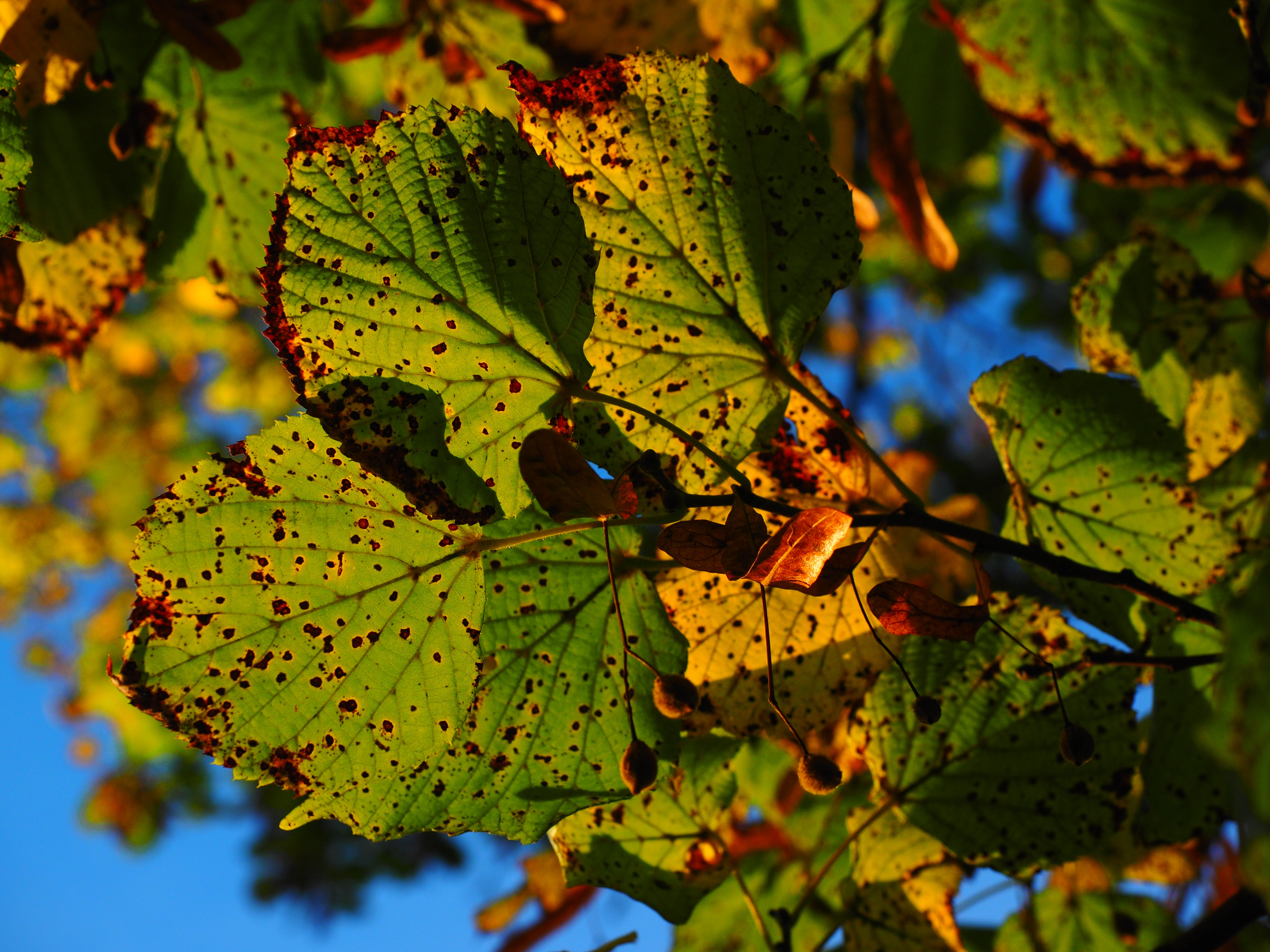 tilia cordata, lime plant, tree, growth, day, mallow, fall foliage, linde, sunny, autumn, close-up, leaf, freshness, change, no people, stone lime tree, HD Wallpaper