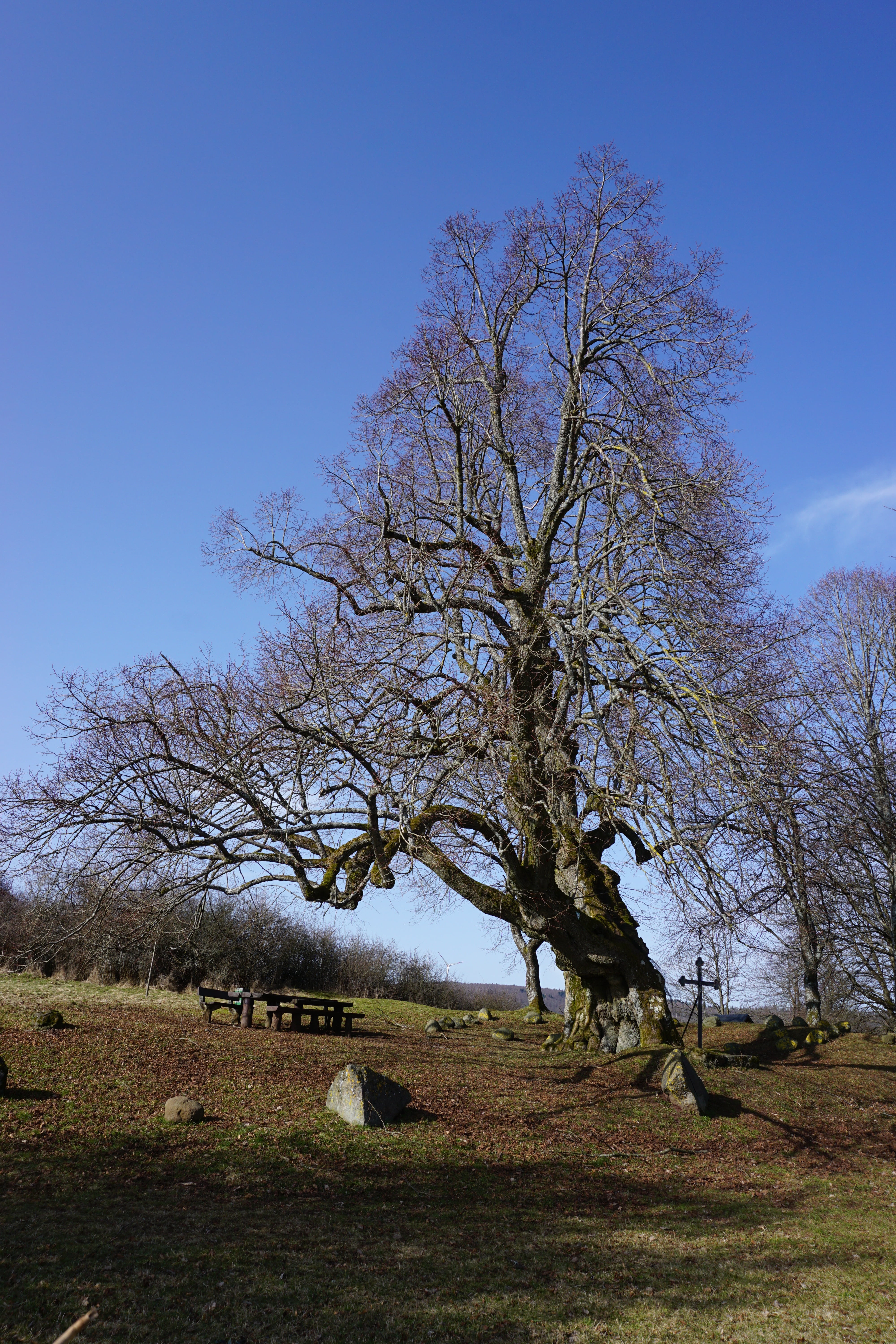 tree, tranquility, cross, day, sunny, non-urban scene, landscape, bare tree, environment, branch, nature, field, 5K, rest, land, no people, beauty in nature, Phone HD Wallpaper