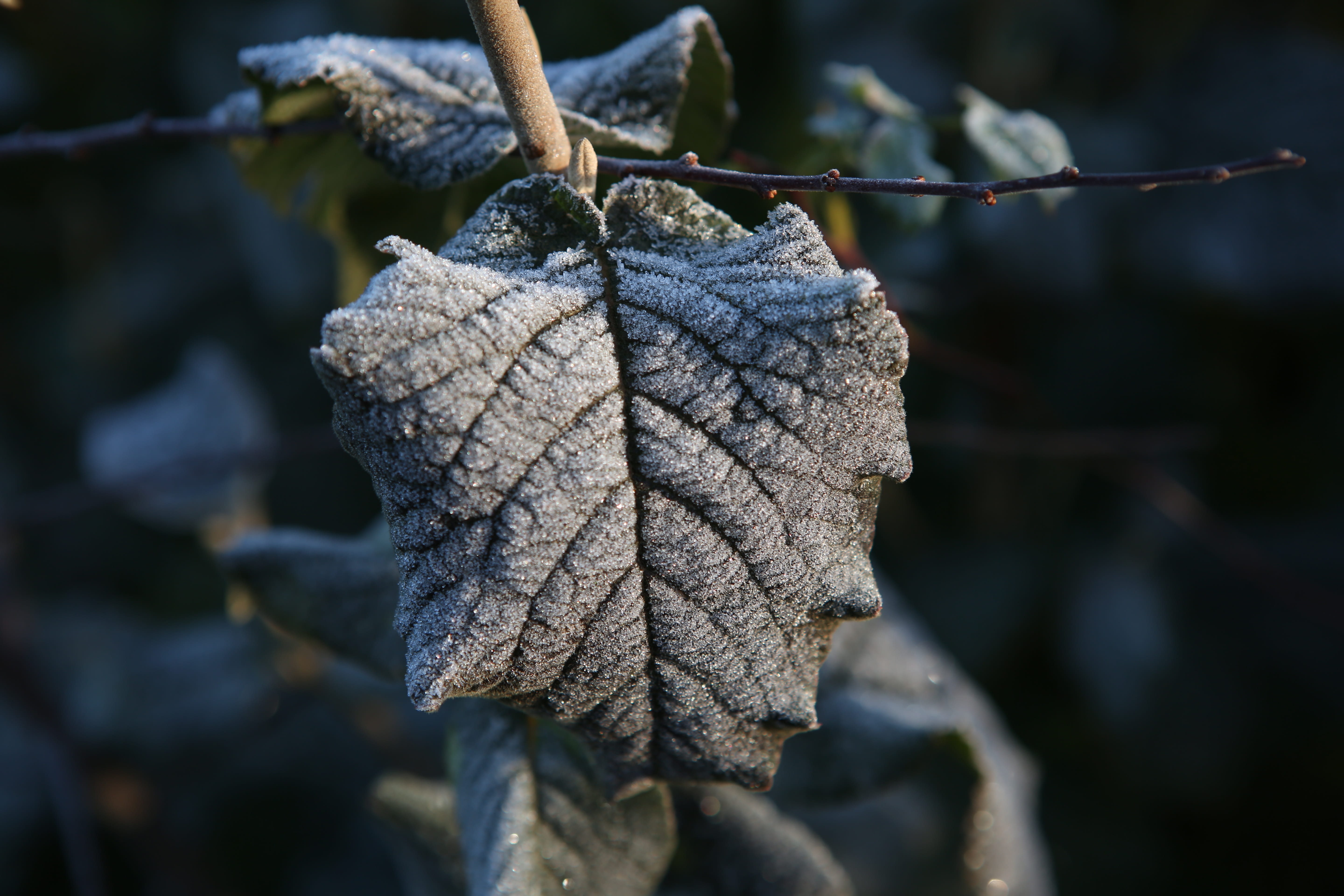 dead plant, fall color, day, leaves, cold temperature, 5K, crystal, nature, wood, plant part, change, beauty in nature, focus on foreground, frozen, frost, HD Wallpaper