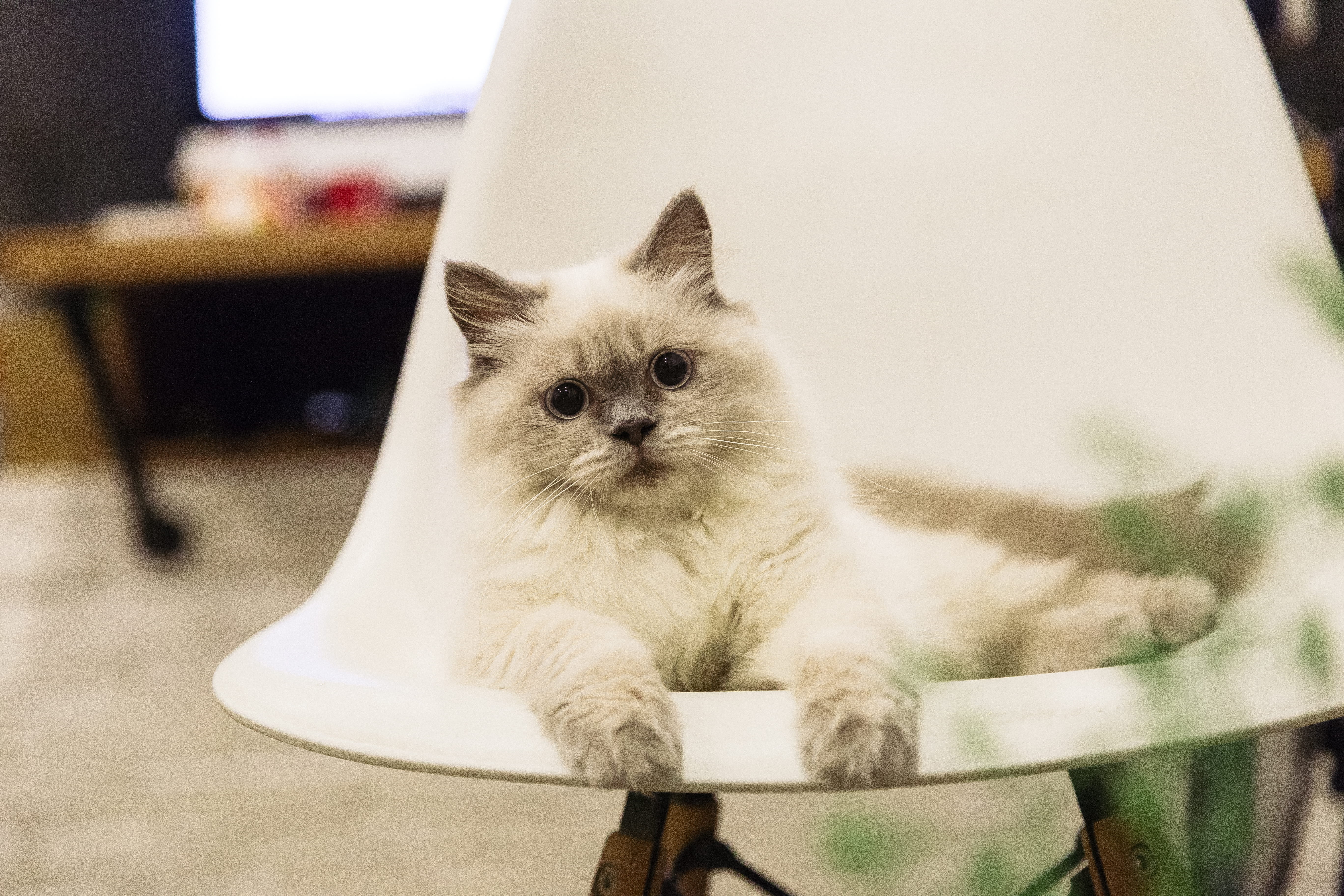 cats, large, pets, sitting, small, looking, animal eye, domestic Animals, no people, kitten, animal, 5K, vertebrate, one Animal, feline, persian cat, domestic Cat, HD Wallpaper