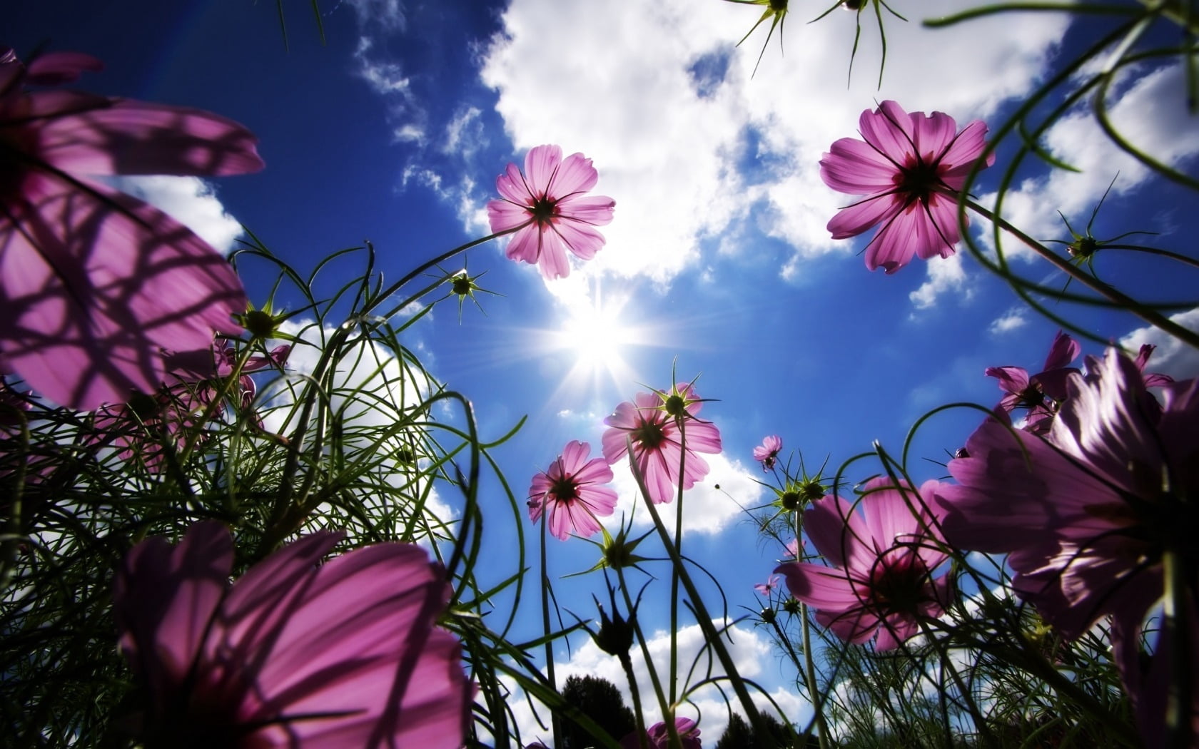 flowering plant, vulnerability, no People, flower Head, flower, petaled, springtime, sky, tree, fragility, sun, bright, blue, beauty In Nature, nature, HD Wallpaper