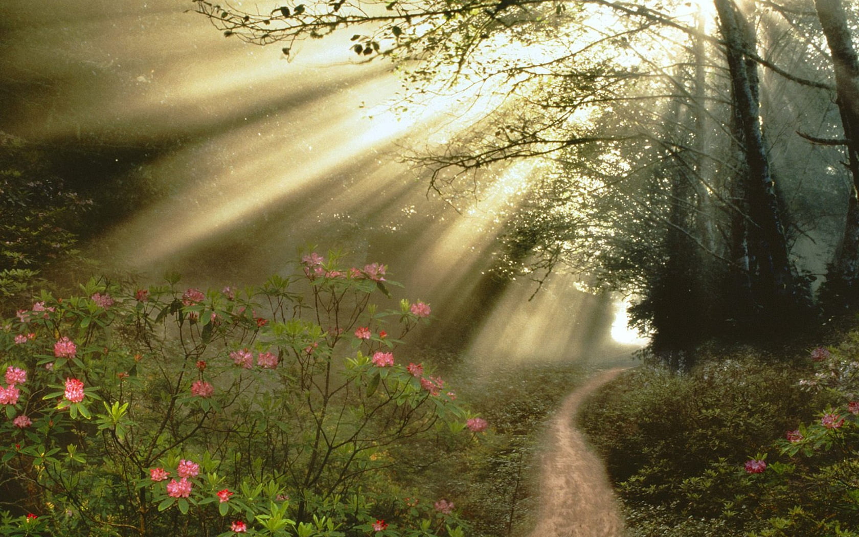 forest, environment, morning, beauty In Nature, non-Urban Scene, tree, bright, spring, freshness, fantasy, green Color, rural Scene, grass, mist, nature, HD Wallpaper