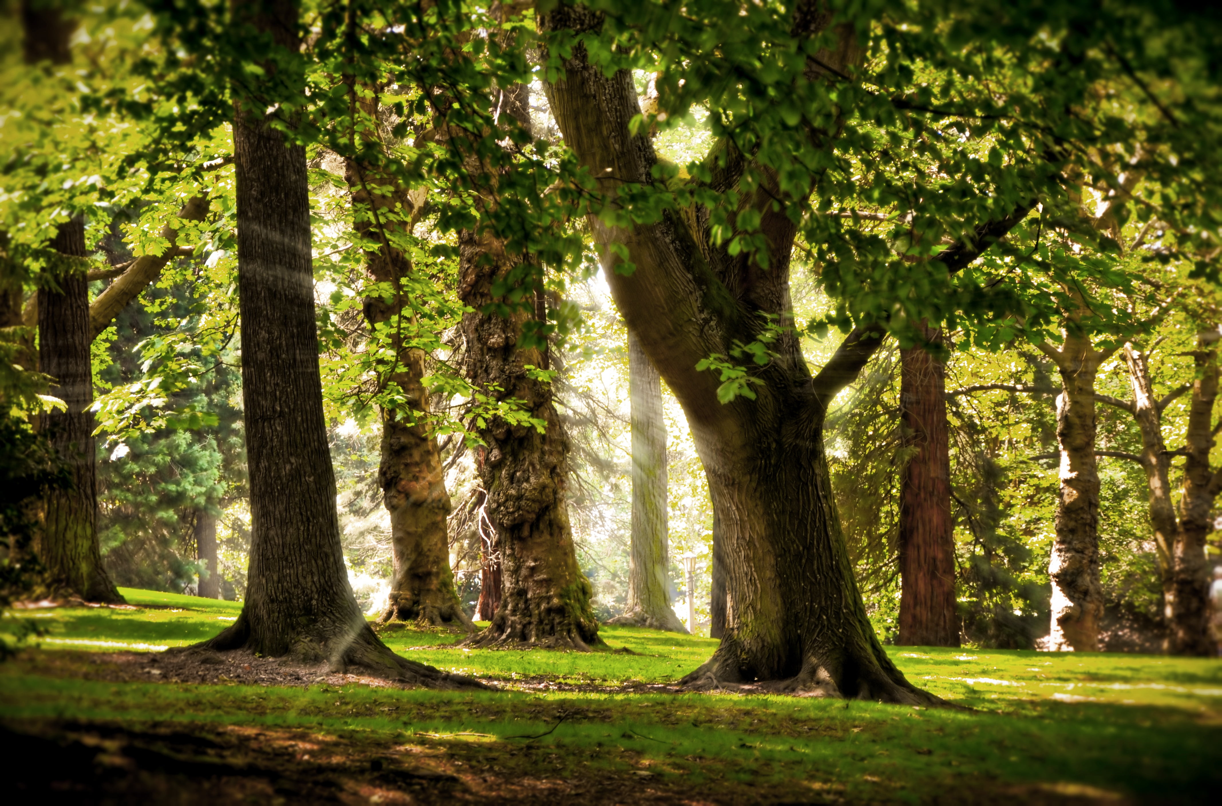 tranquil Scene, beams, forest, may, outdoors, trunk, lush Foliage, tranquility, scenics - nature, light, autumn, woodland, tree, sun, leafed, environment, HD Wallpaper