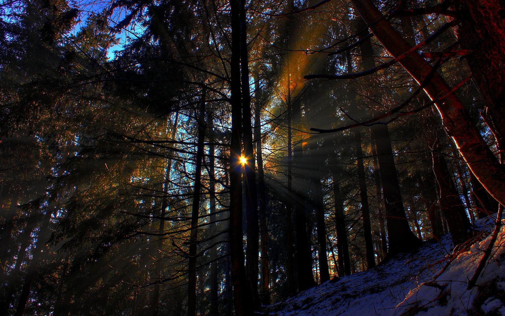 beams, nature and landscapes, sun, 1080P, forest, morning, HD Wallpaper