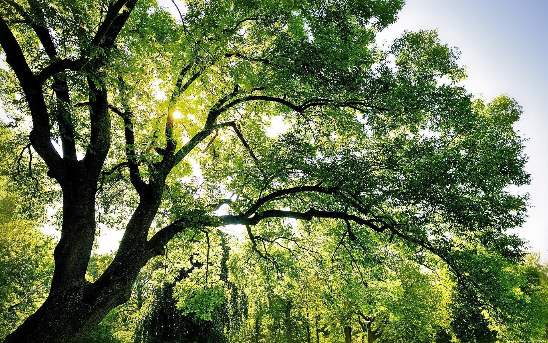 sun, scenics - nature, backgrounds, no People, tree, leaf, tranquility, tranquil Scene, scenics, bright, forest, plant, green Color, vibrant Color, outdoors, HD Wallpaper