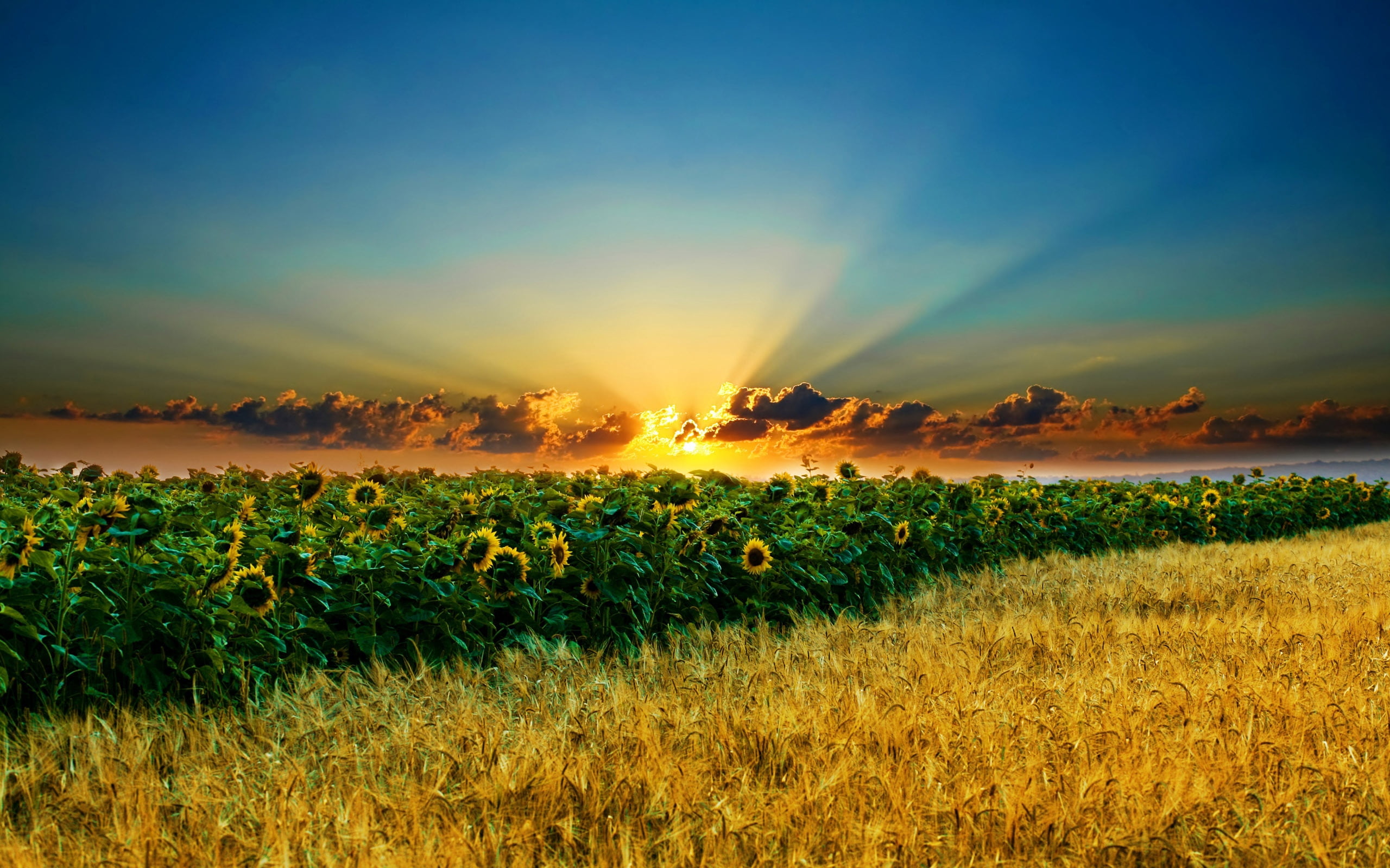 sunny, non-Urban Scene, rural Scene, farm, plant, light - Natural Phenomenon, summer, field, hill, idyllic, scenics, sunset, beams, morning, springtime, HD Wallpaper