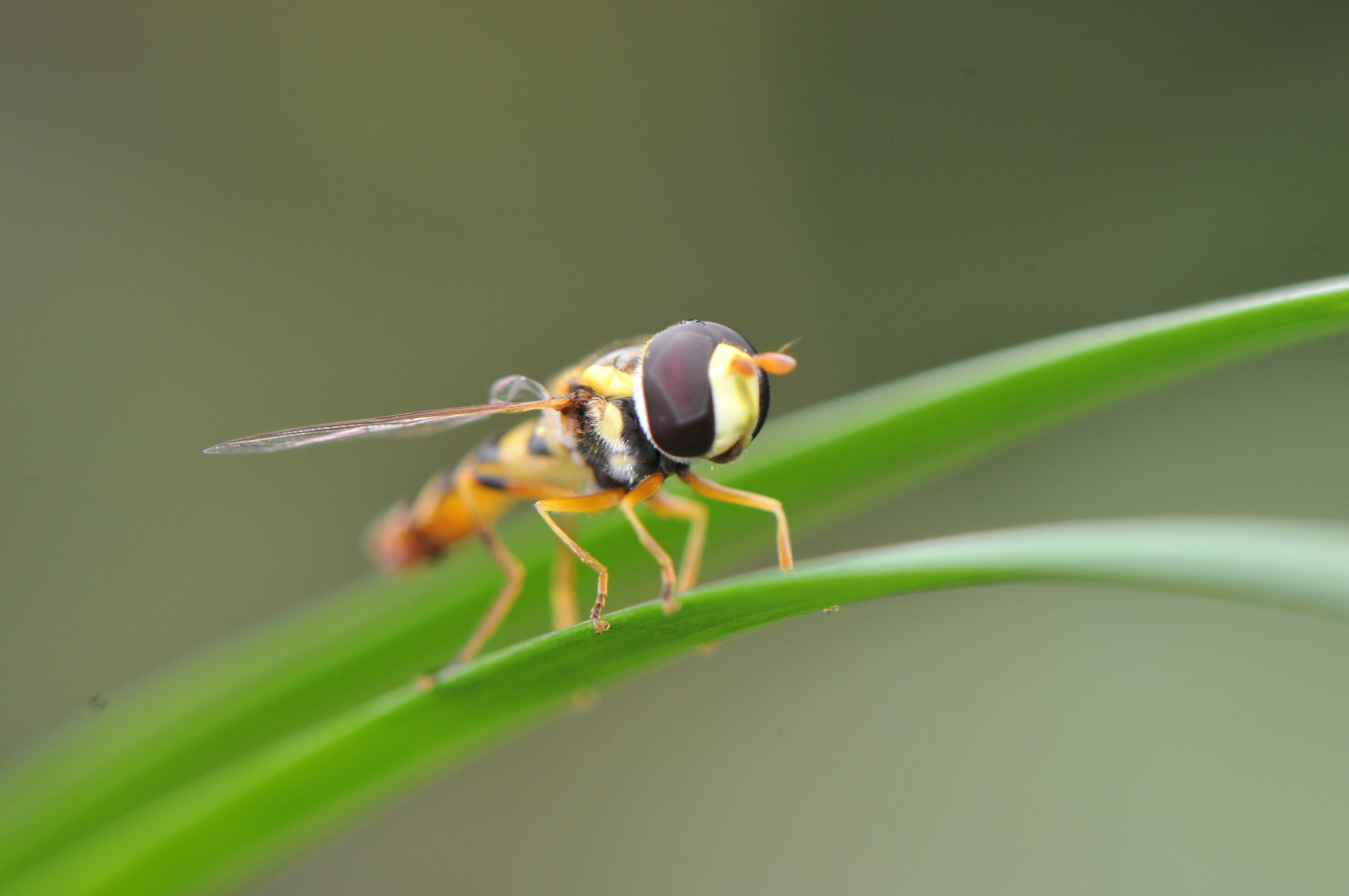 animal wildlife, insect, 4K, macro, natural, day, nature, spring, close, bug, wing, fauna, no people, season, green color, summer, park, green, red, leaf, HD Wallpaper