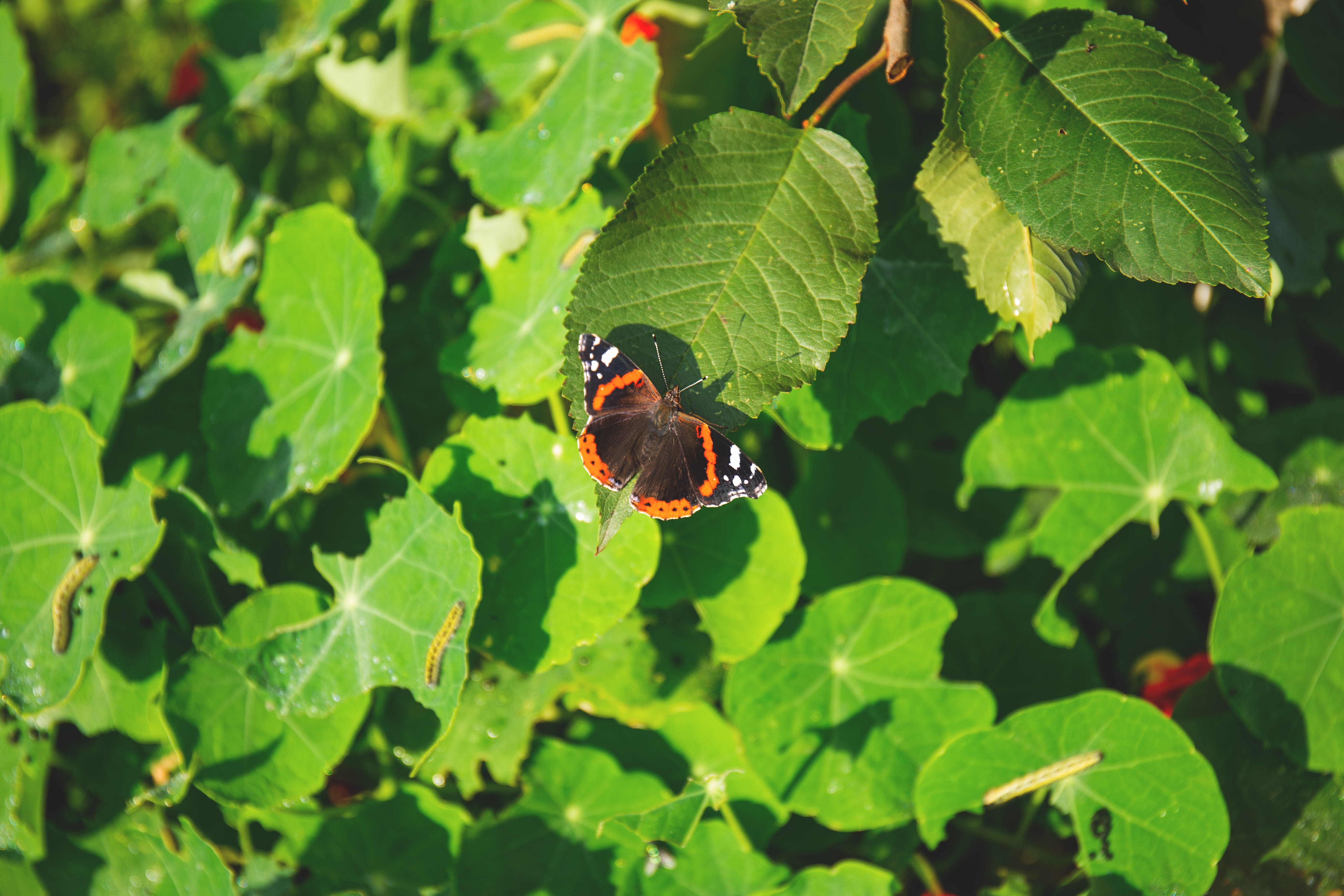 caterpillar, nature, beauty, fragility, high angle view, invertebrate, pollination, autumn, sunlight, 5K, black, outdoors, plant part, closeup, one animal, HD Wallpaper