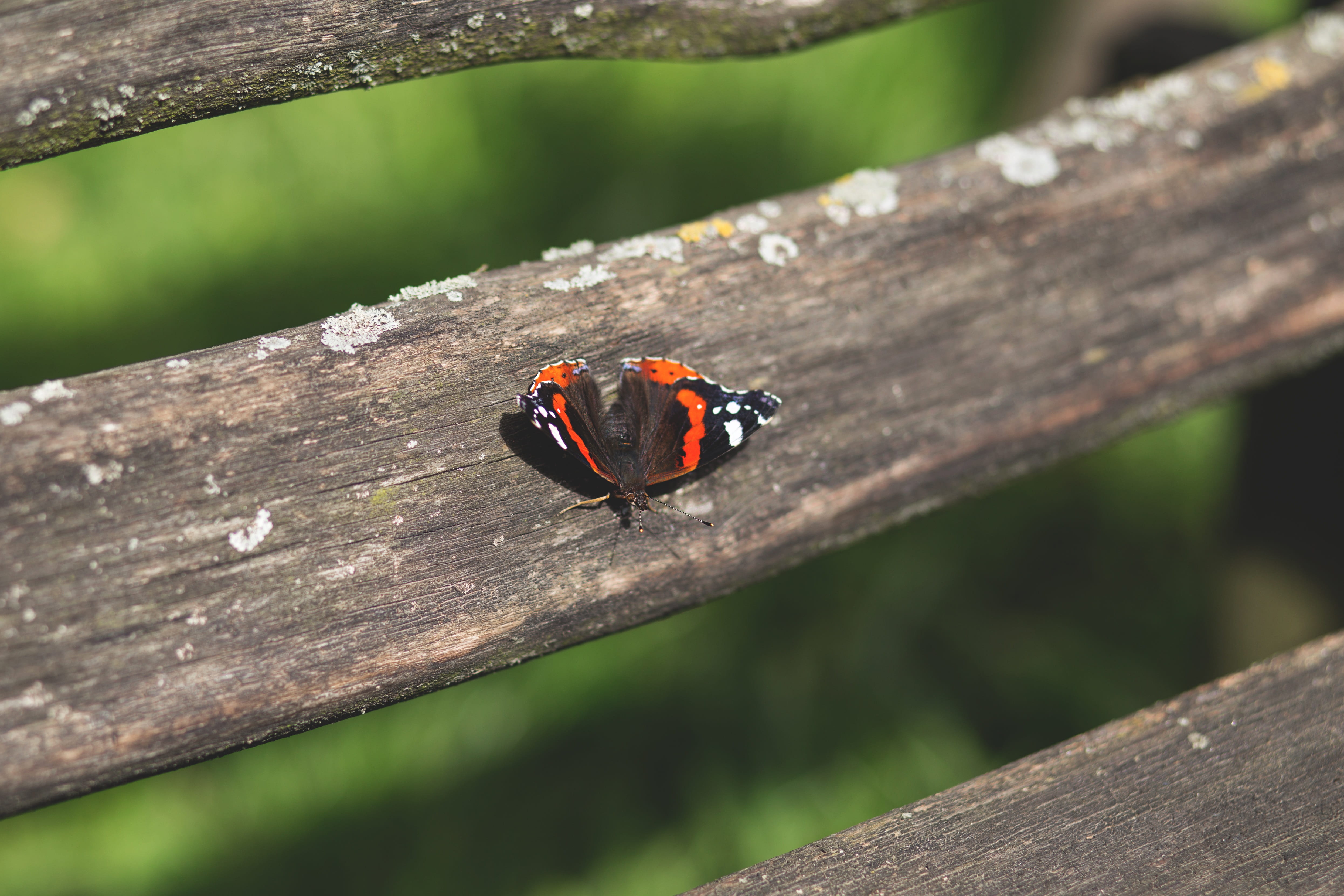 day, butterfly, insect, orange color, close-up, one animal, no people, brown, bug, color, animals in the wild, animal themes, closeup, autumn, colorful, HD Wallpaper