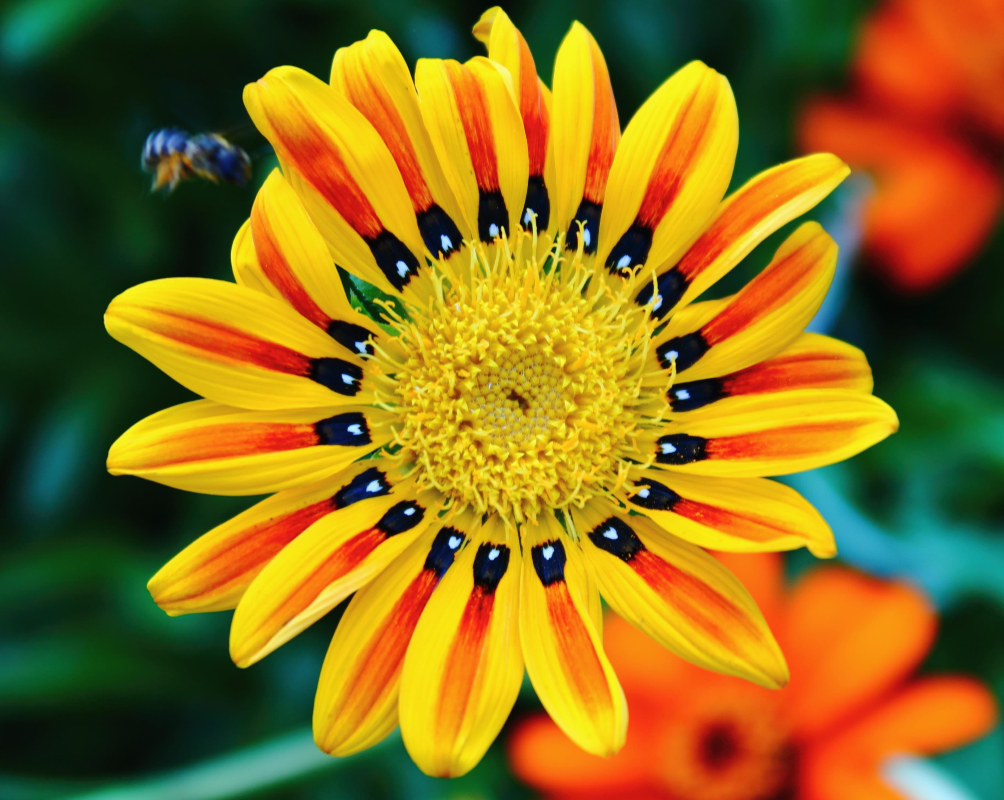focus on foreground, vulnerability, bright, fragility, petals, day, flowering plant, lovely, insect, petal, summer, bee, no people, red, close-up, natural, HD Wallpaper