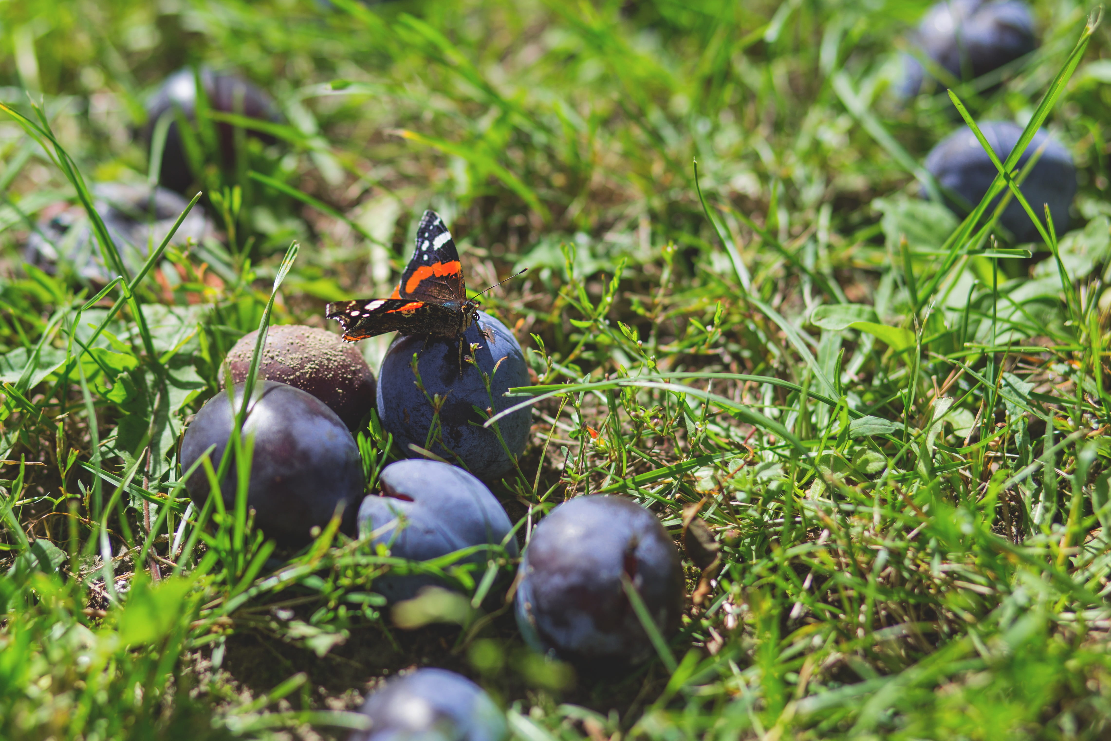 appealing, colorful, grass, black, fruit, animals in the wild, green color, no people, one animal, nature, closeup, animal, bird, beauty, field, attractive, HD Wallpaper