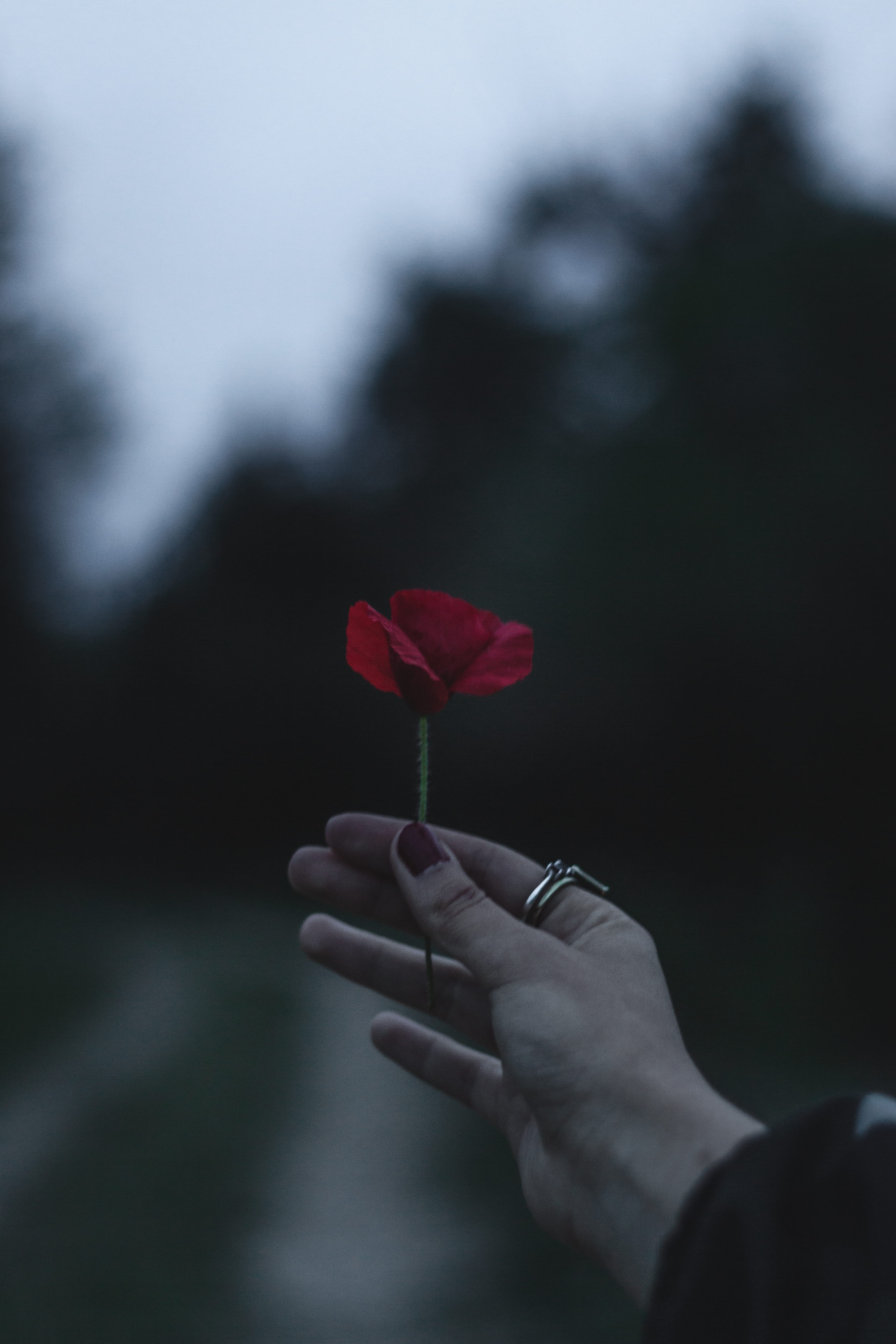 body part, plant, beauty in nature, flower head, person, holding, lifestyles, dark, vintage photo, 5K, human body part, flower in hand, human, Phone HD Wallpaper